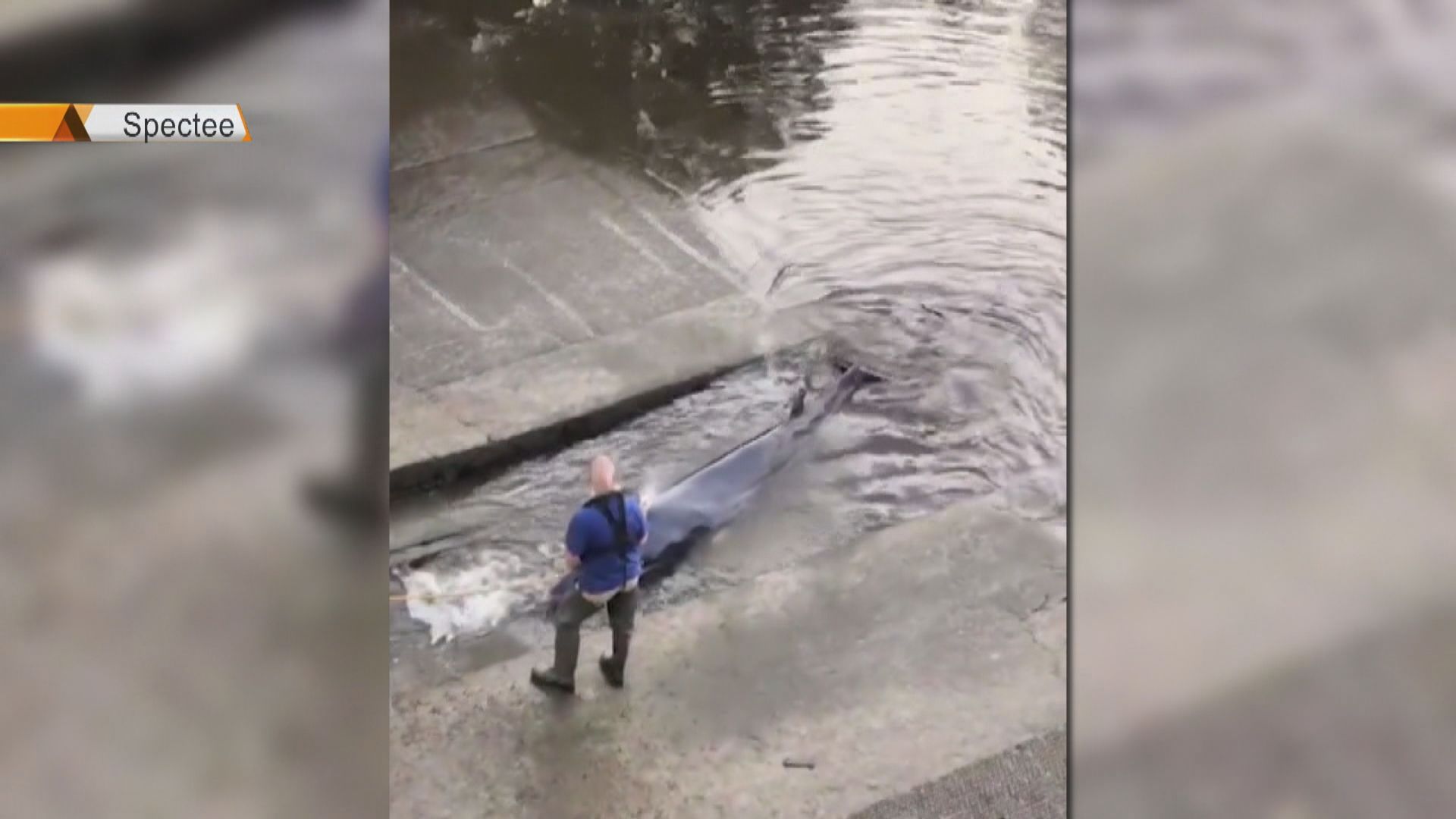 【環球薈報】泰晤士河鯨魚擱淺終獲救