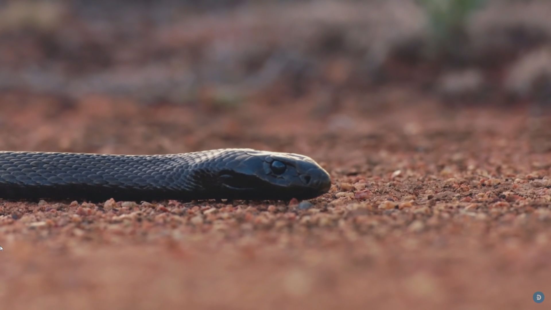 【環球薈報】研究指幾千萬年前隕石撞地球為蛇類繁衍帶來重要契機
