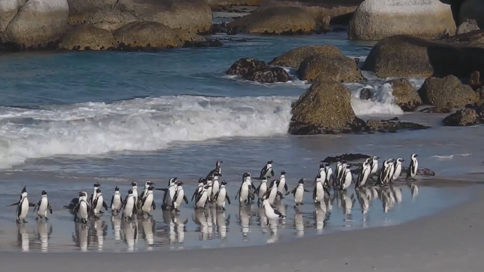 【環球薈報】南非63隻瀕危黑腳企鵝被蜜蜂攻擊死亡