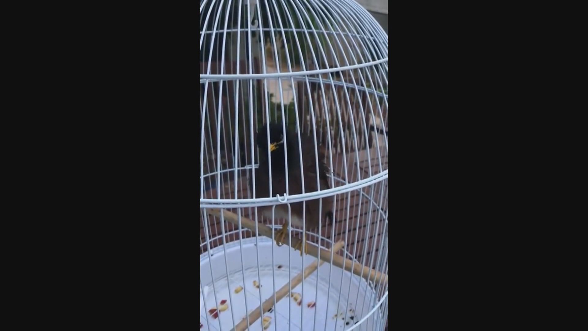 【環球薈報】阿富汗難民女孩寵物雀獲法國駐阿聯酋大使收留