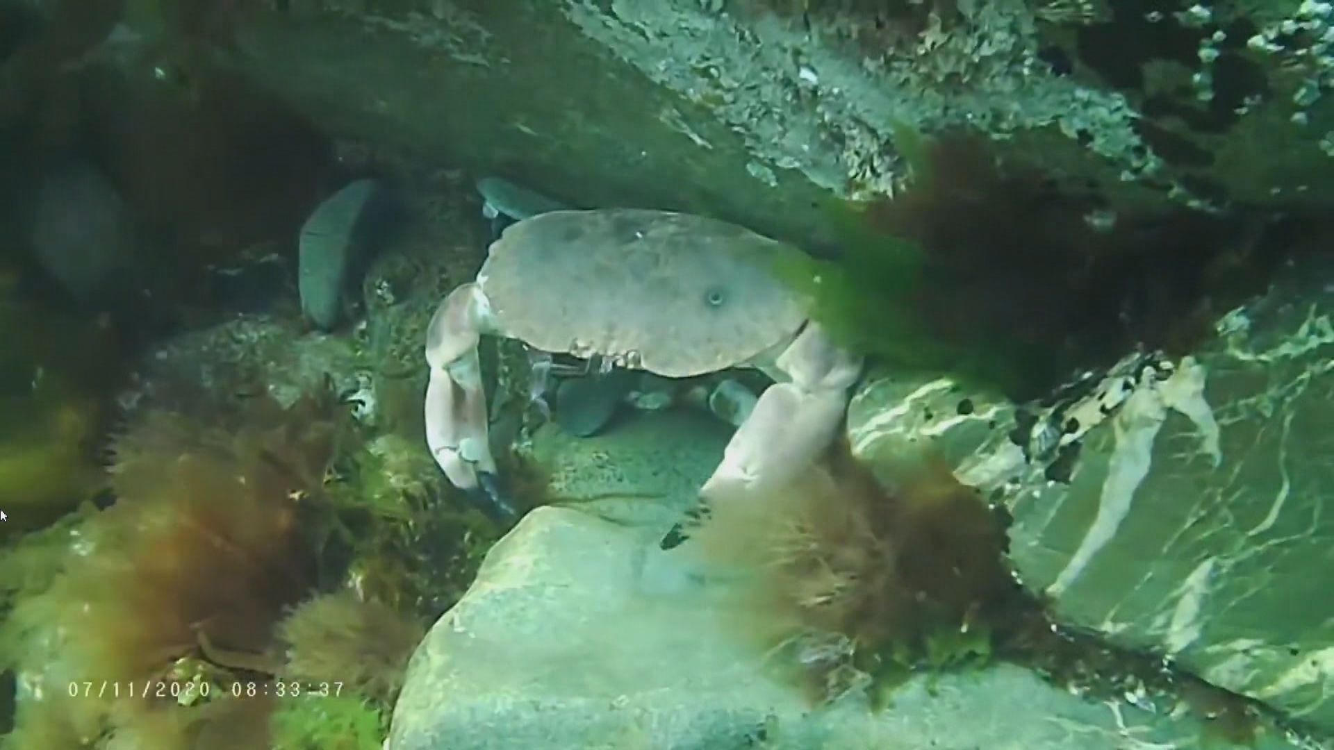 【環球薈報】研究發現海底電纜電磁場影響螃蟹血液細胞及行為習性