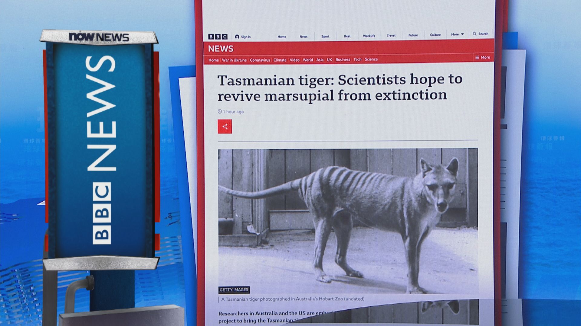 【環球薈報】科學家計劃十年內「復活」已絕種袋狼