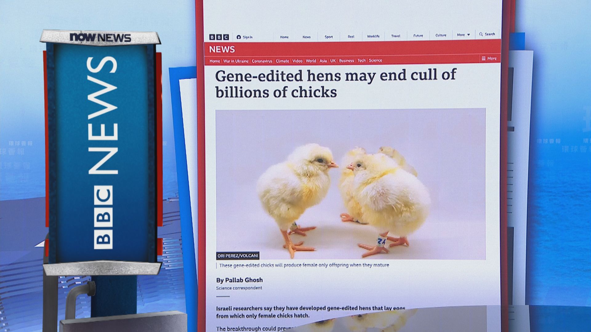 【環球薈報】以色列團隊研發阻雄性小雞孵化技術　免蛋農宰殺