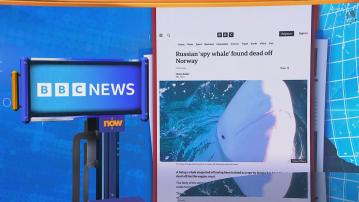 【世味天下】保育組織在挪威海域發現「俄羅斯間諜鯨」屍體