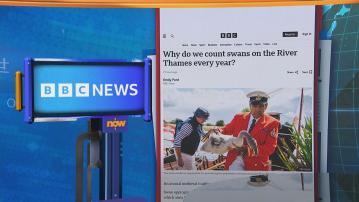 世味天下｜英國泰晤士河展開傳統天鵝普查活動