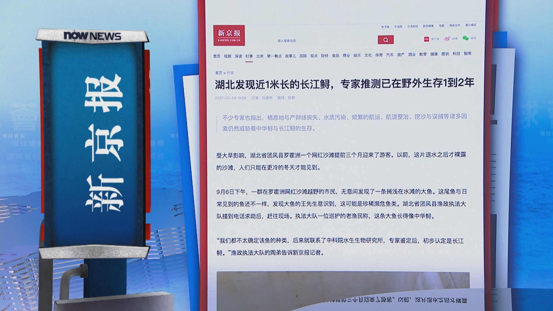 【環球薈報】湖北發現曾被宣布野外滅絕的長江鱘 