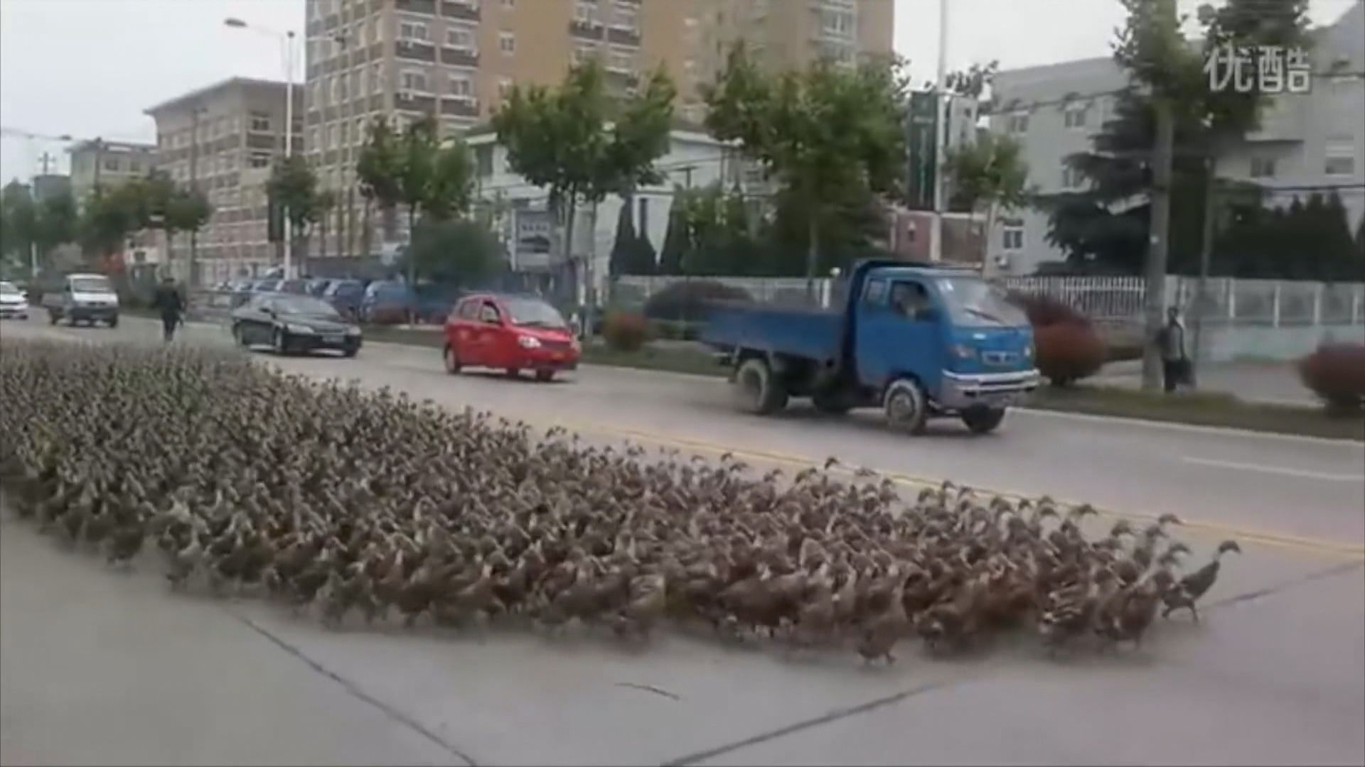 【環球薈報】傳中國派十萬鴨子往巴基斯坦治蝗