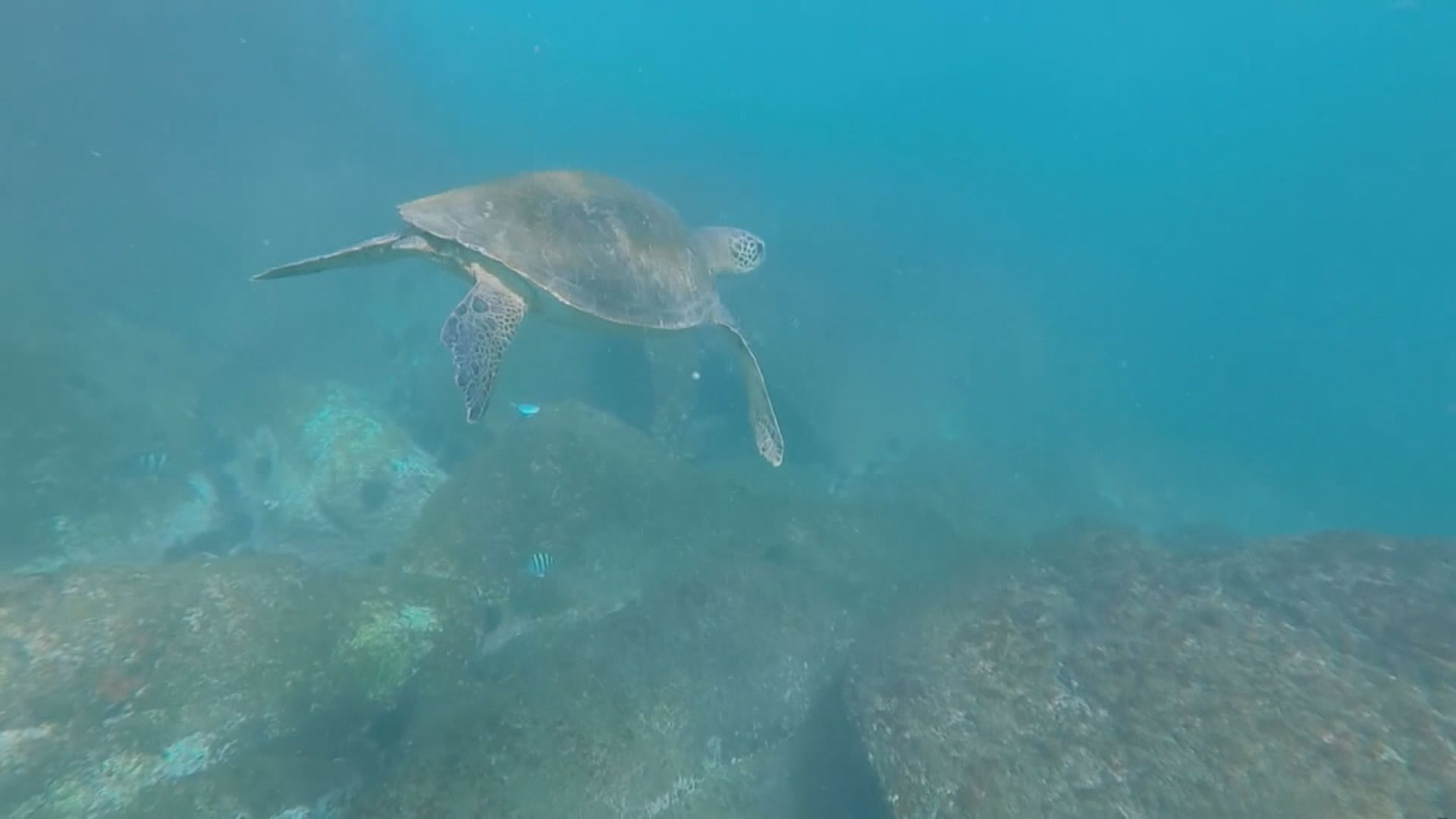 【環球薈報】海龜遷徙時易採取迂迴路線