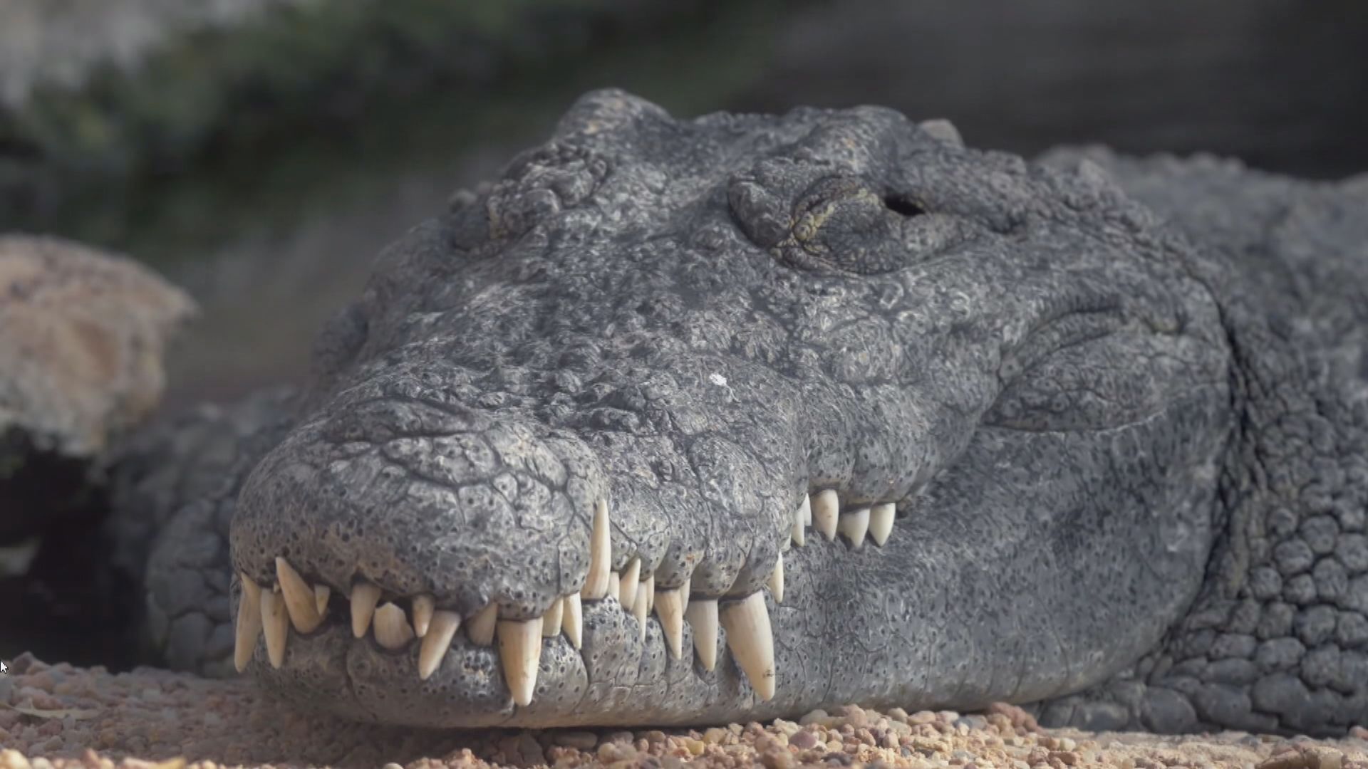 【環球薈報】全球逾五分之一爬蟲類動物正面臨滅絕威脅