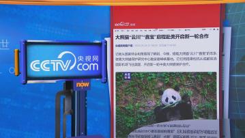 【世味天下】大熊貓雲川鑫寶啟程赴美 將於聖迭戈動物園旅居10年