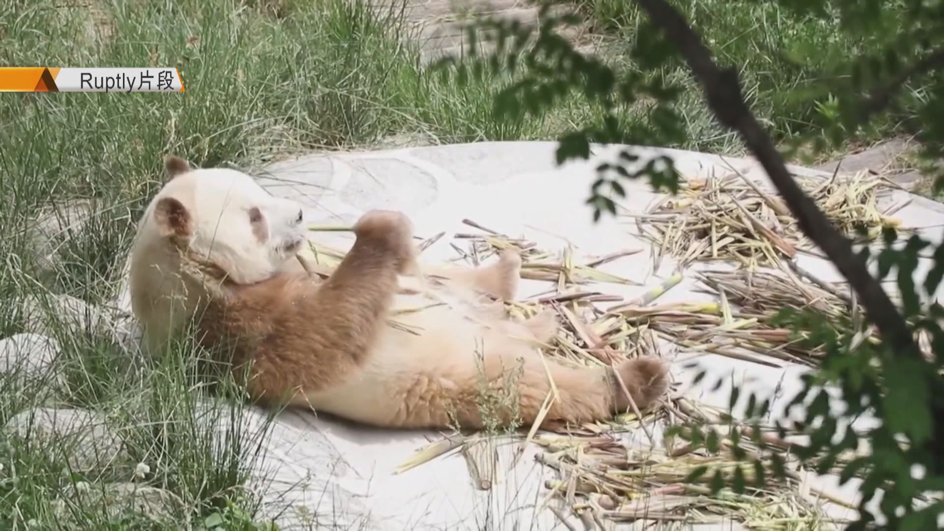 【環球薈報】全球唯一圈養棕色大熊貓「七仔」首見公眾