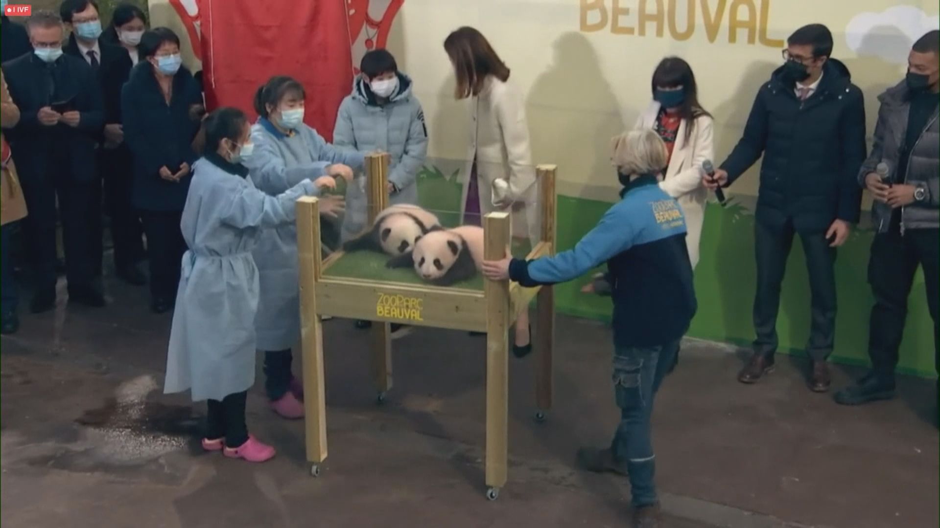 【環球薈報】法國動物園公布大熊貓雙胞胎命名