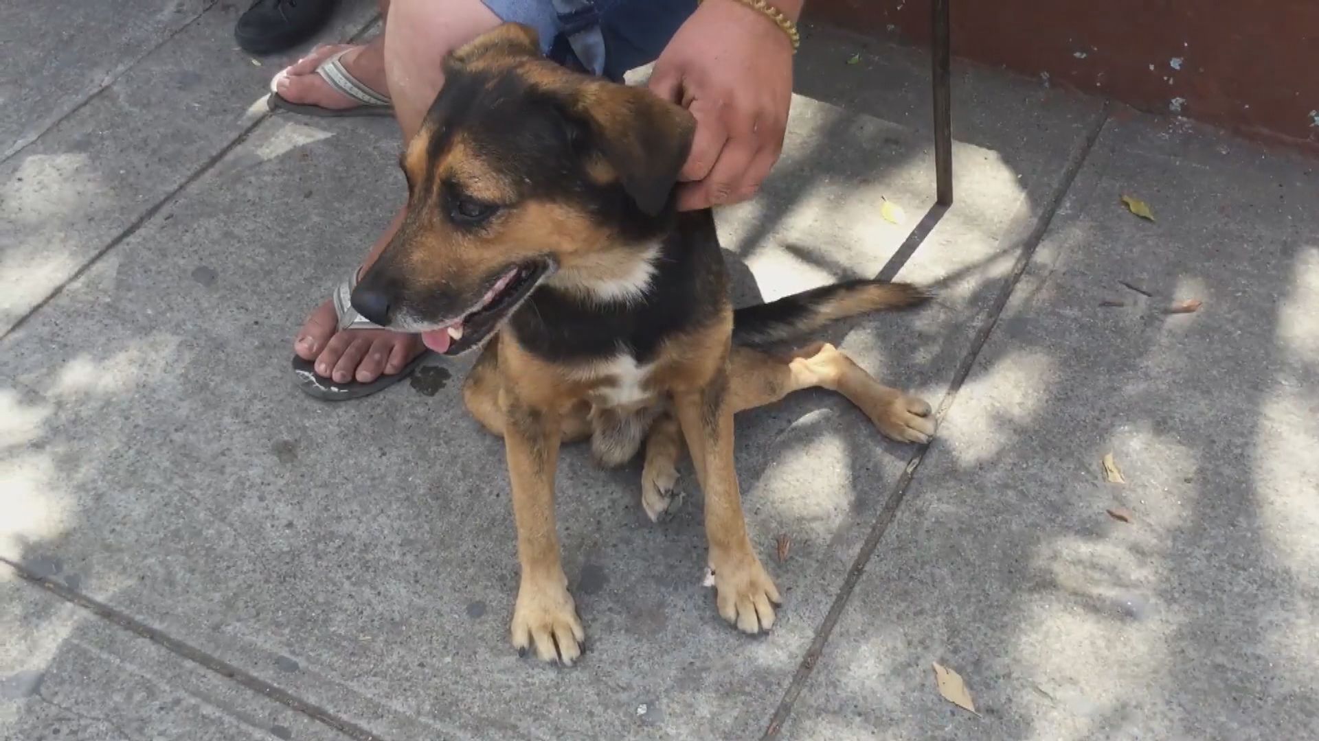 【環球薈報】古巴通過動物保護法禁止鬥雞鬥狗