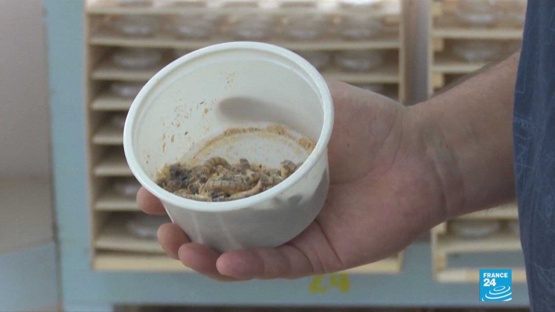 【環球薈報】科威特商人飼養「超級蠕蟲」冀成替代食糧