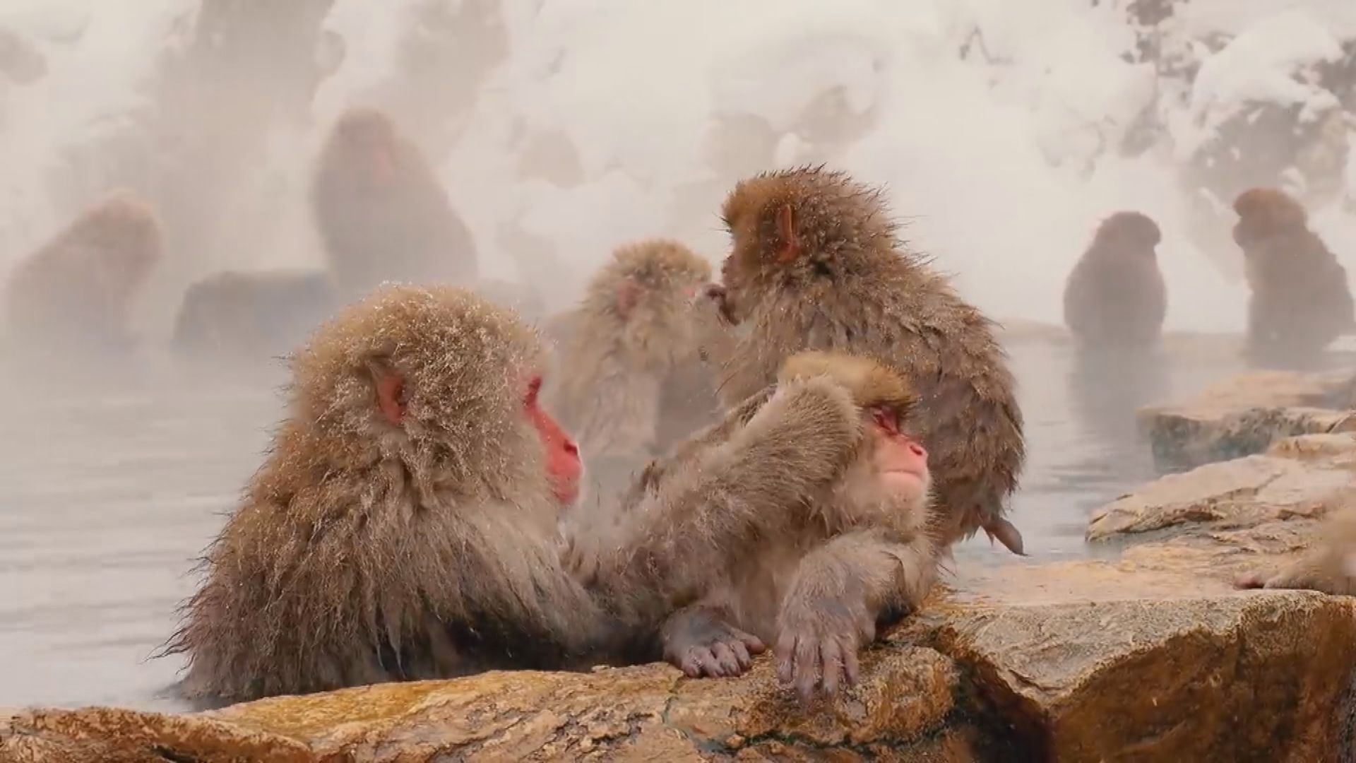 【環球薈報】研究首次發現日本獼猴會捕食魚類過冬