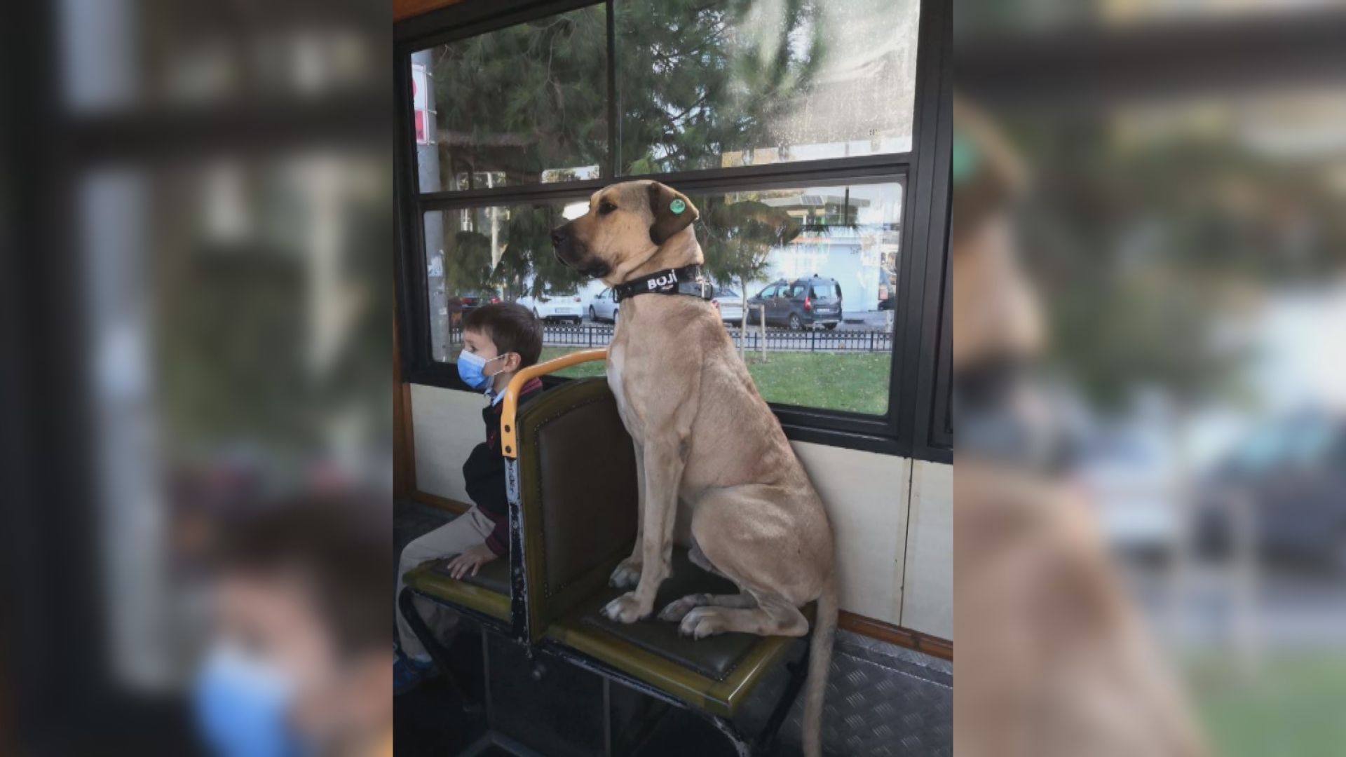 【環球薈報】土耳其人氣流浪狗獲上市公司董事長收養