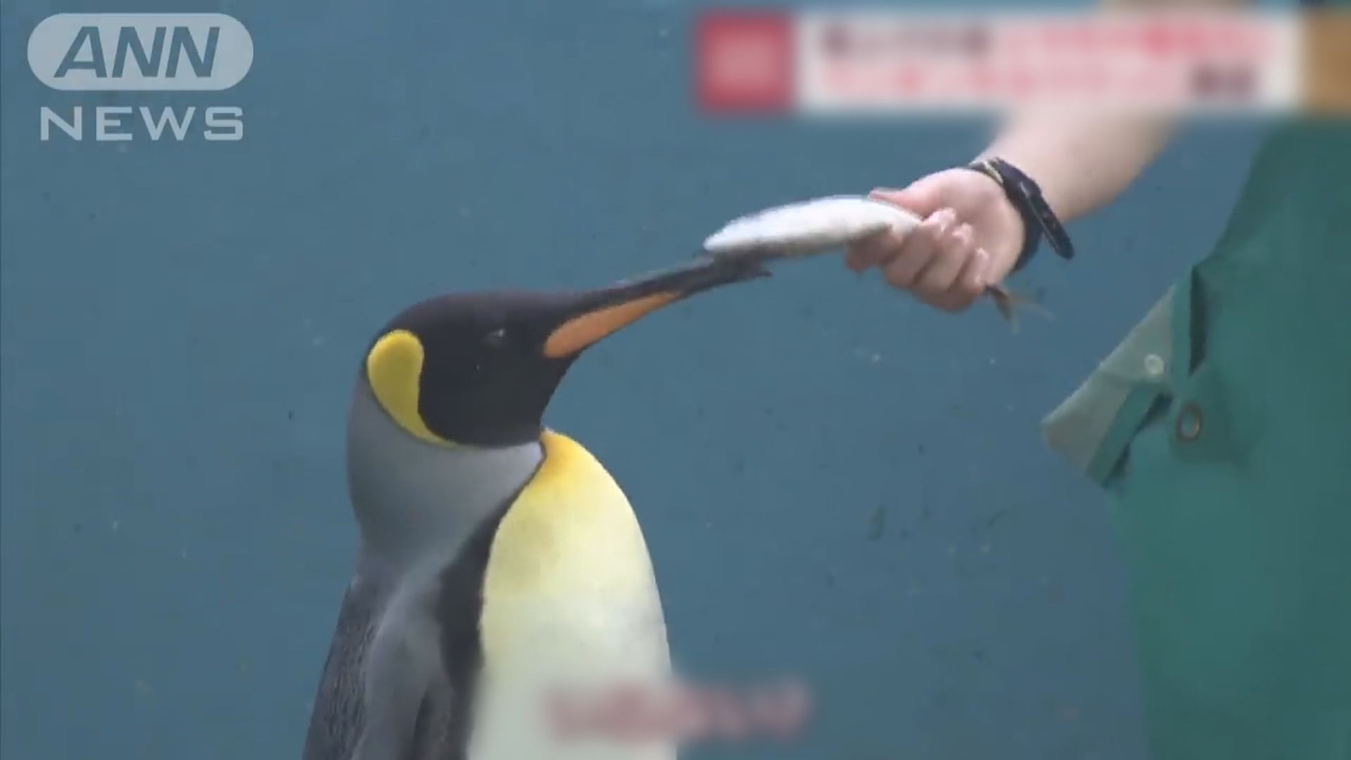 【環球薈報】日本水族館因應通脹轉換飼料　有動物拒食