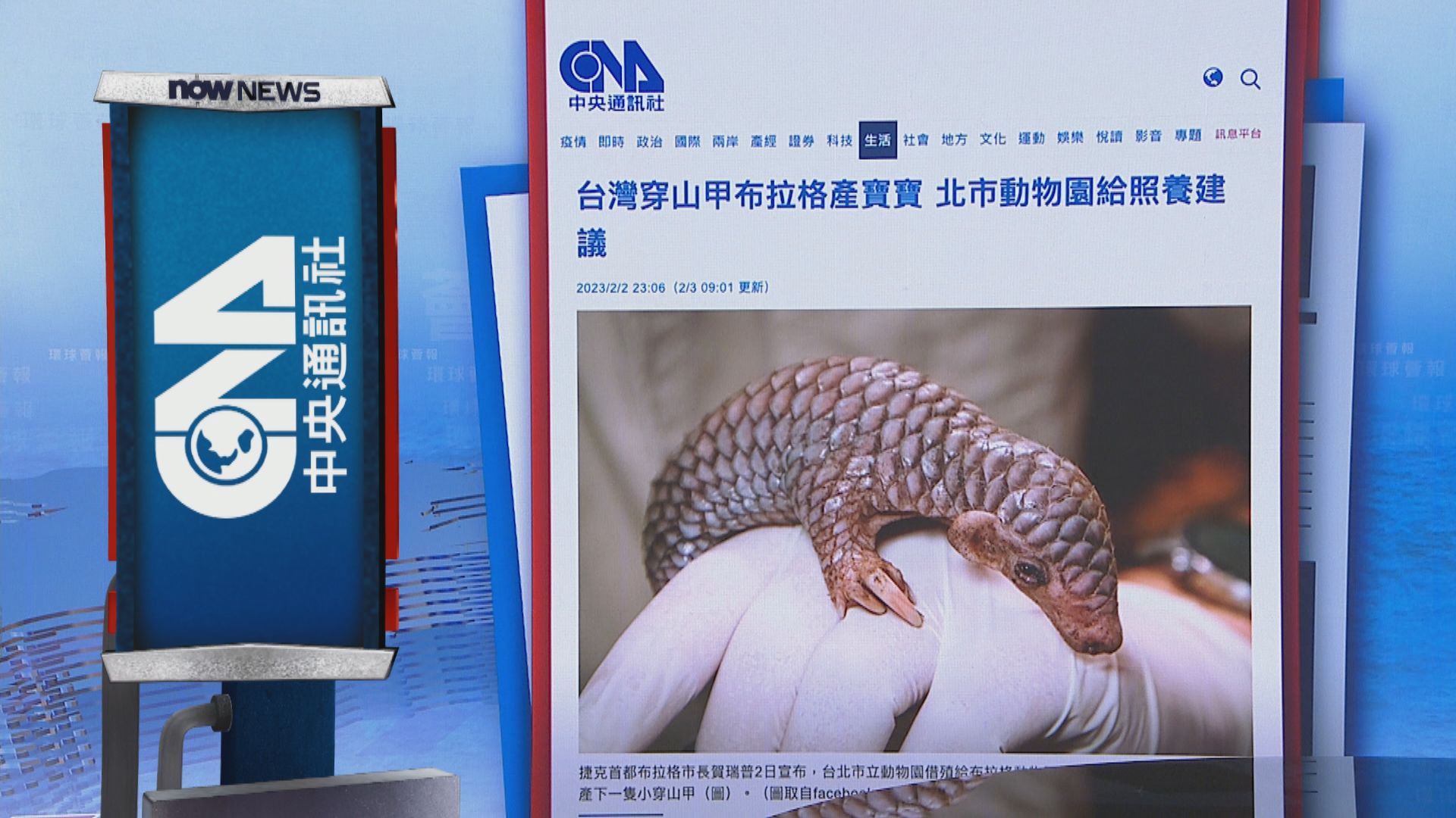 【環球薈報】布拉格動物園成功繁殖台灣穿山甲　歐洲首例