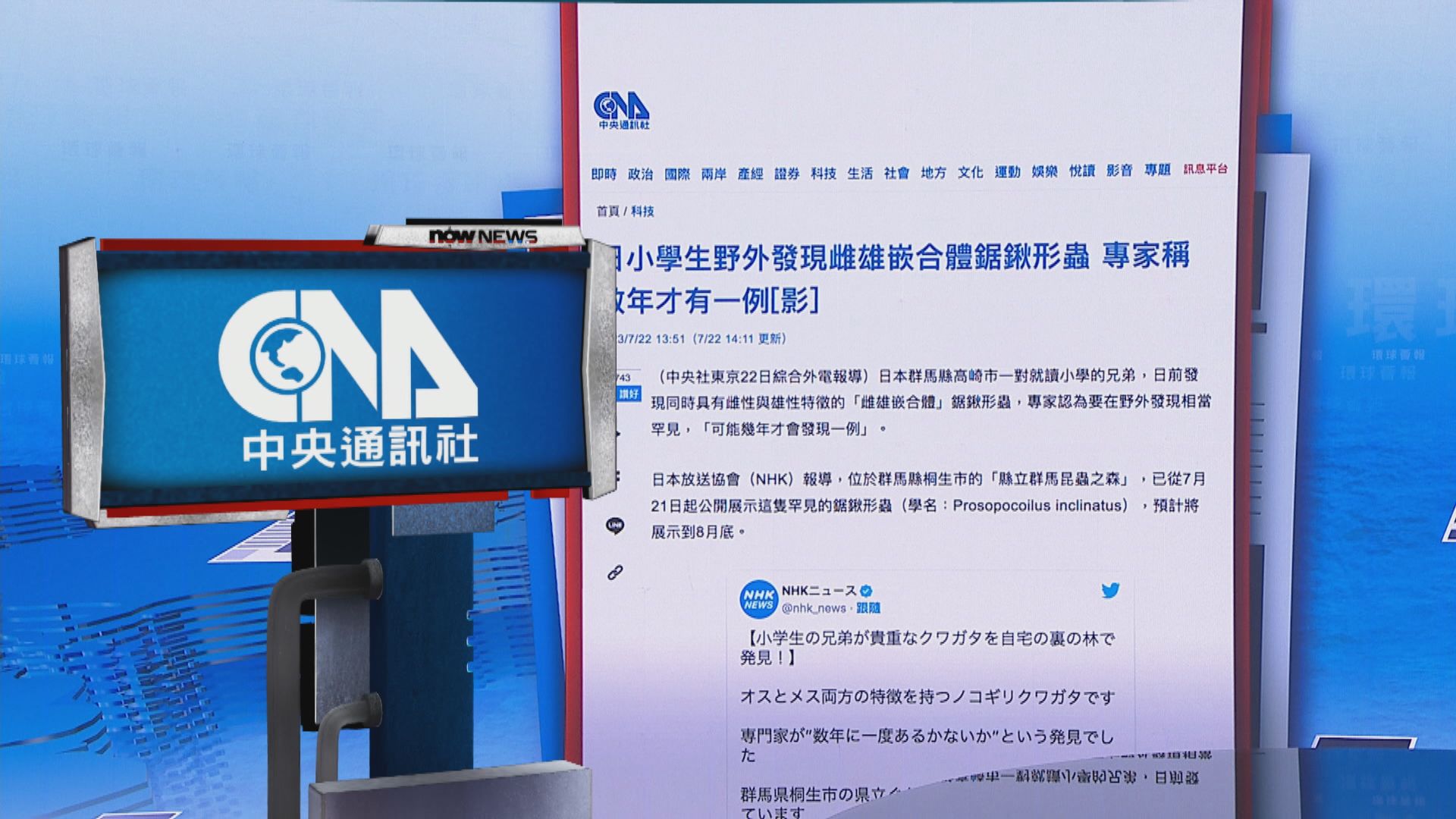 【環球薈報】日本發現罕見的雌雄嵌合體「鋸鍬形蟲」