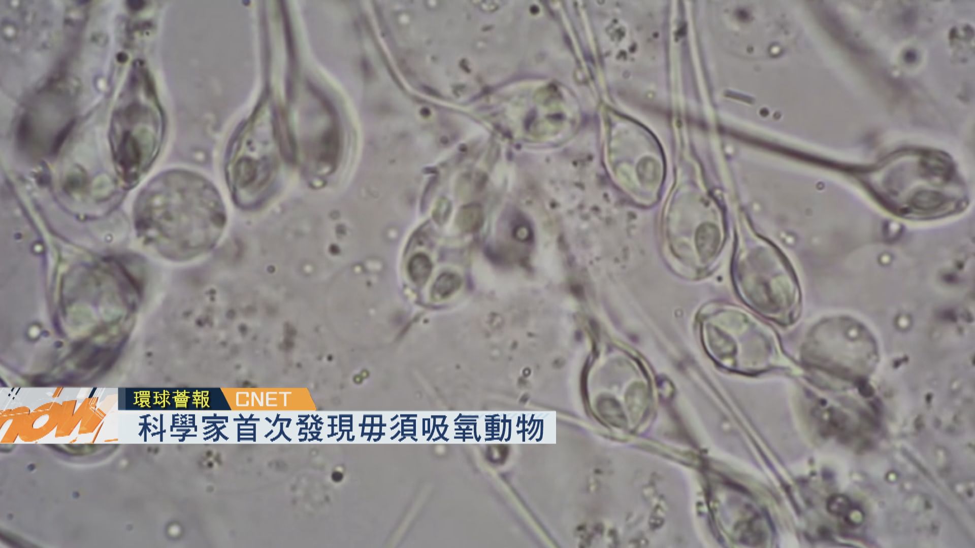 【環球薈報】科學家首次發現毋須吸氧動物