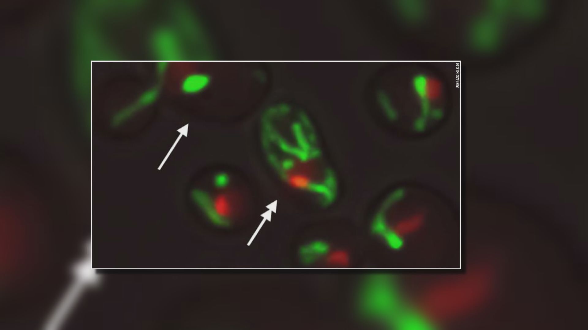 【環球薈報】科學家發現細胞老化「控制台」