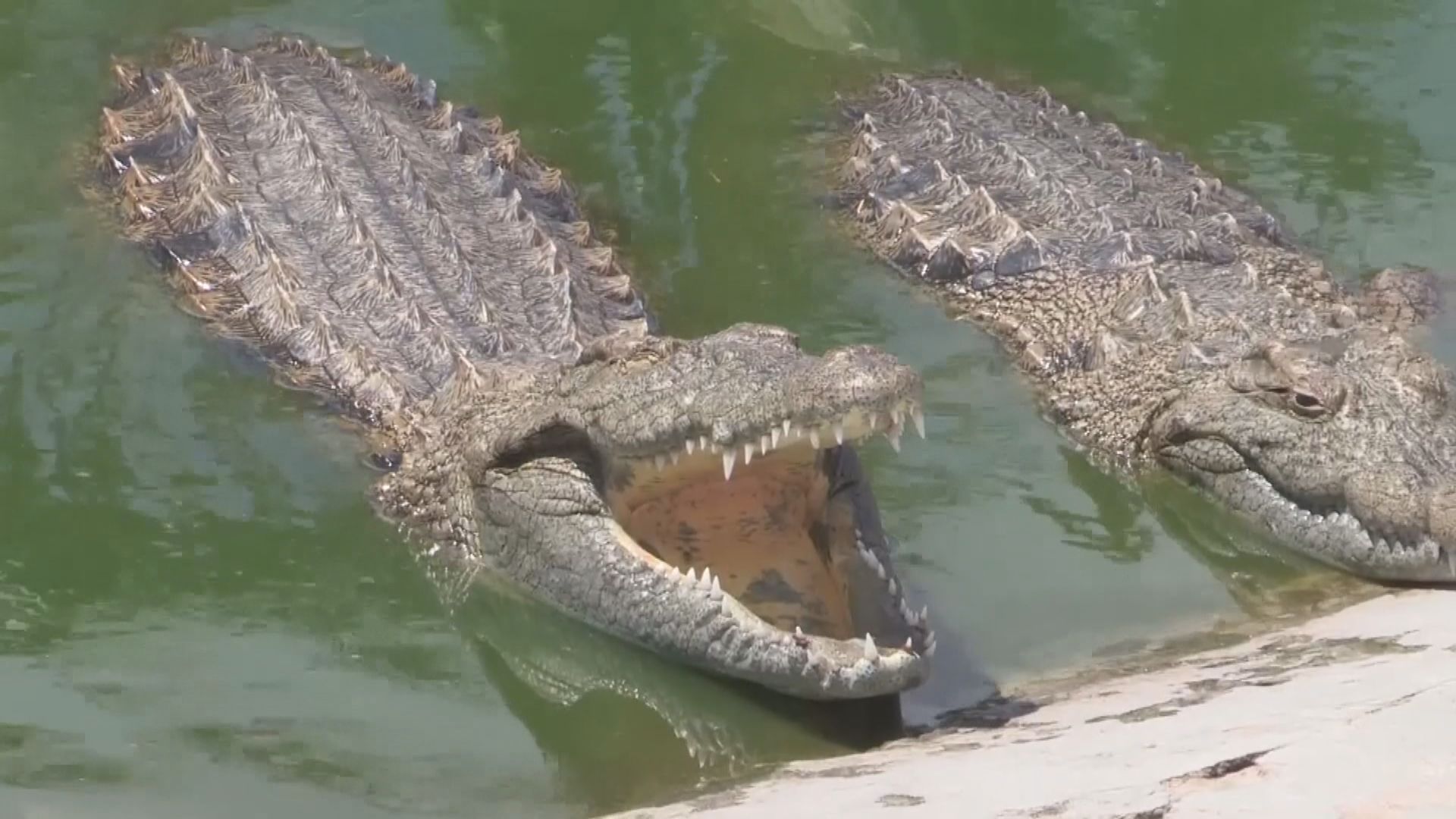 【環球薈報】美研究發現短吻鱷尾巴截斷後能重生