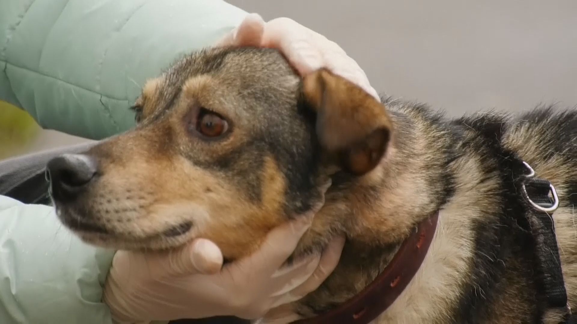 【環球薈報】研究指狗隻或不能分辨讀音相近單字