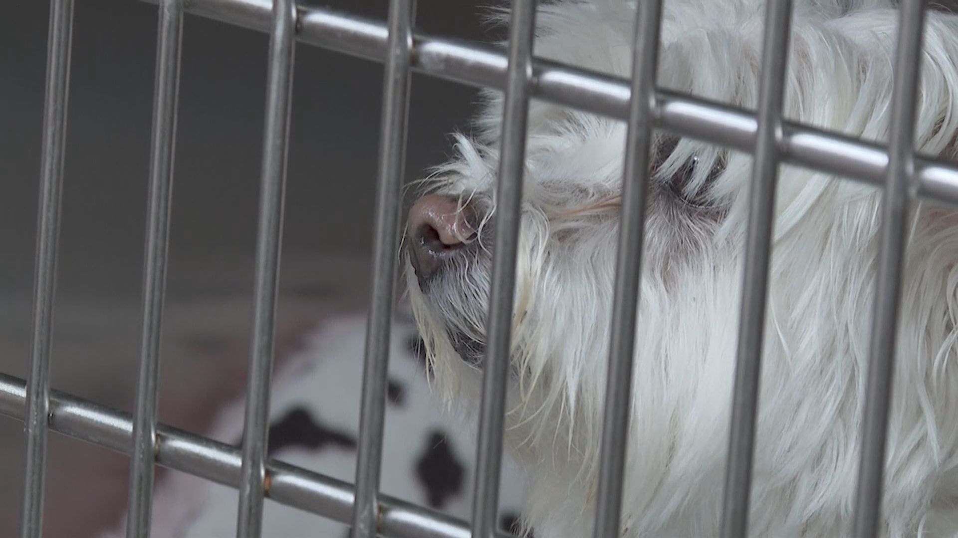 【環球薈報】美國7月14日起暫停逾百國家的狗入境