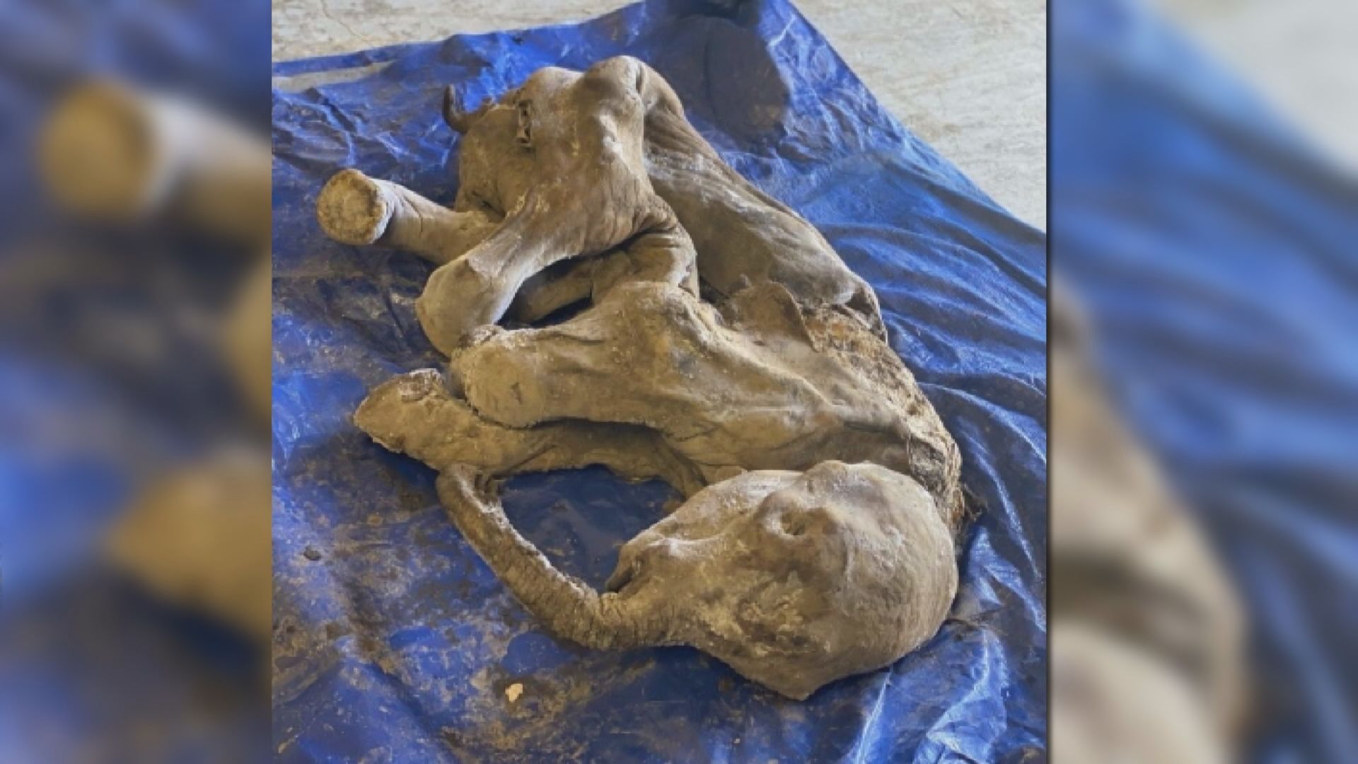 【環球薈報】加國北部出土木乃伊化長毛象　為北美洲最完整的長毛象遺骸