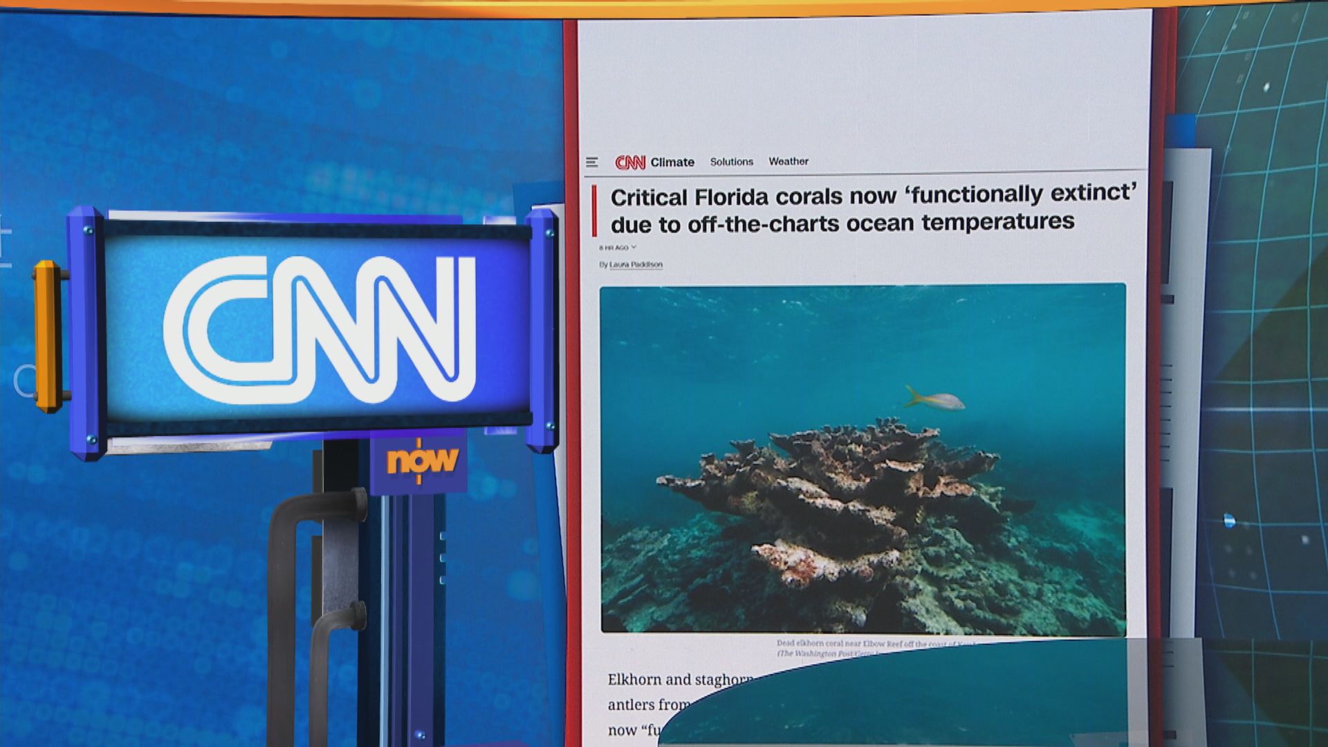 世味天下｜美國佛州兩大珊瑚品種因海洋熱浪陷「功能性滅絕」　無法發揮生態功能