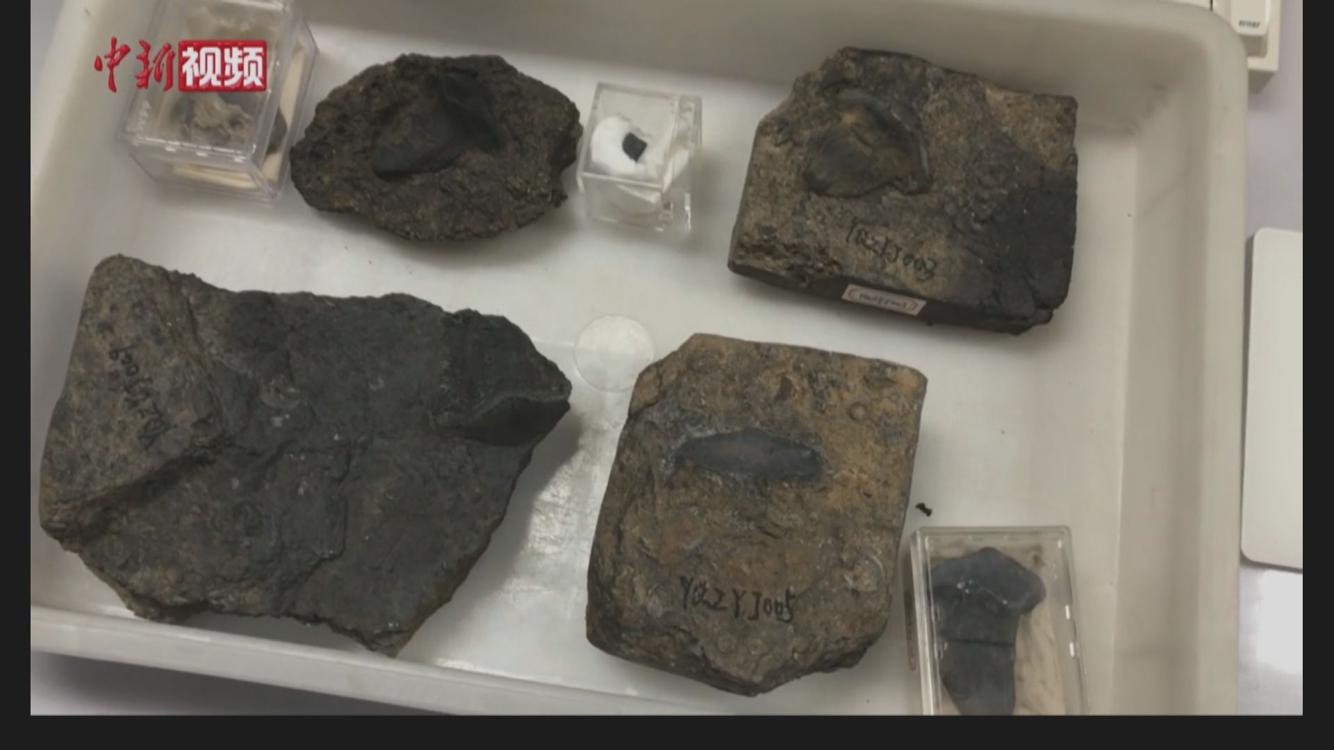 【環球薈報】中國首次發現史前瓣齒鯊牙齒化石