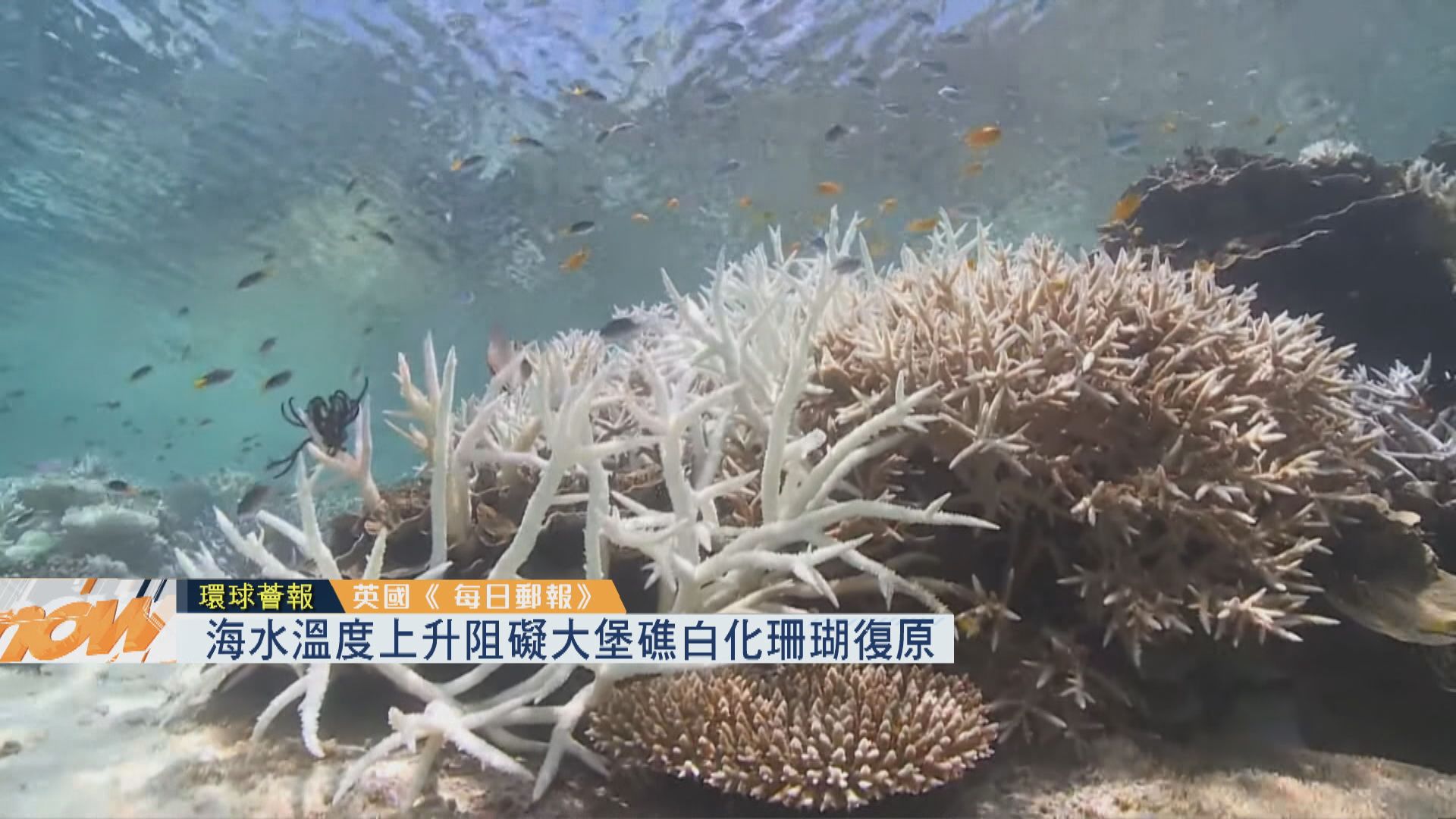 【環球薈報】海水溫度上升阻礙大堡礁白化珊瑚復原
