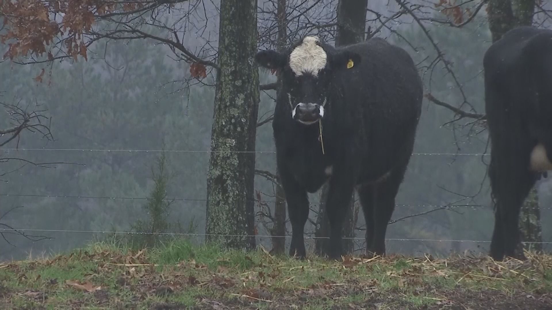 【環球薈報】蓋茨建議富裕國家完全改吃人造牛肉