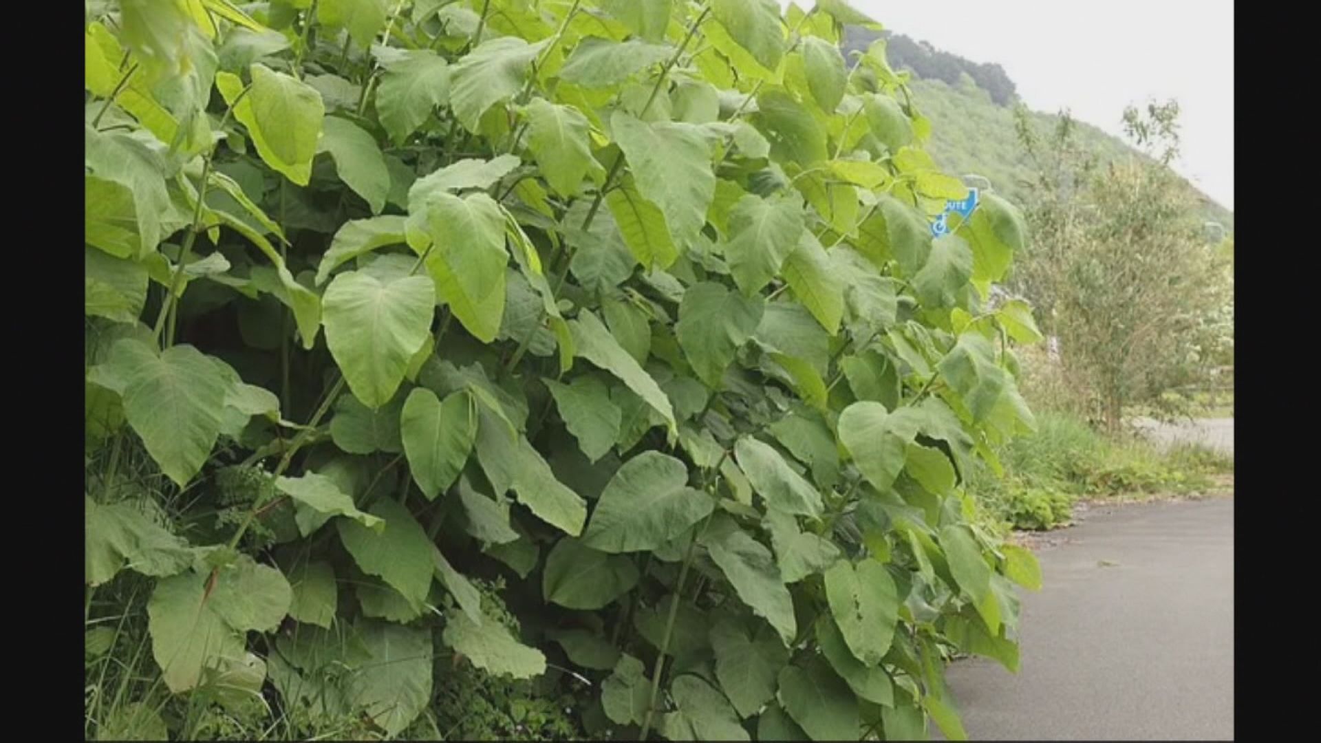 【環球薈報】日本虎杖影響英國房價