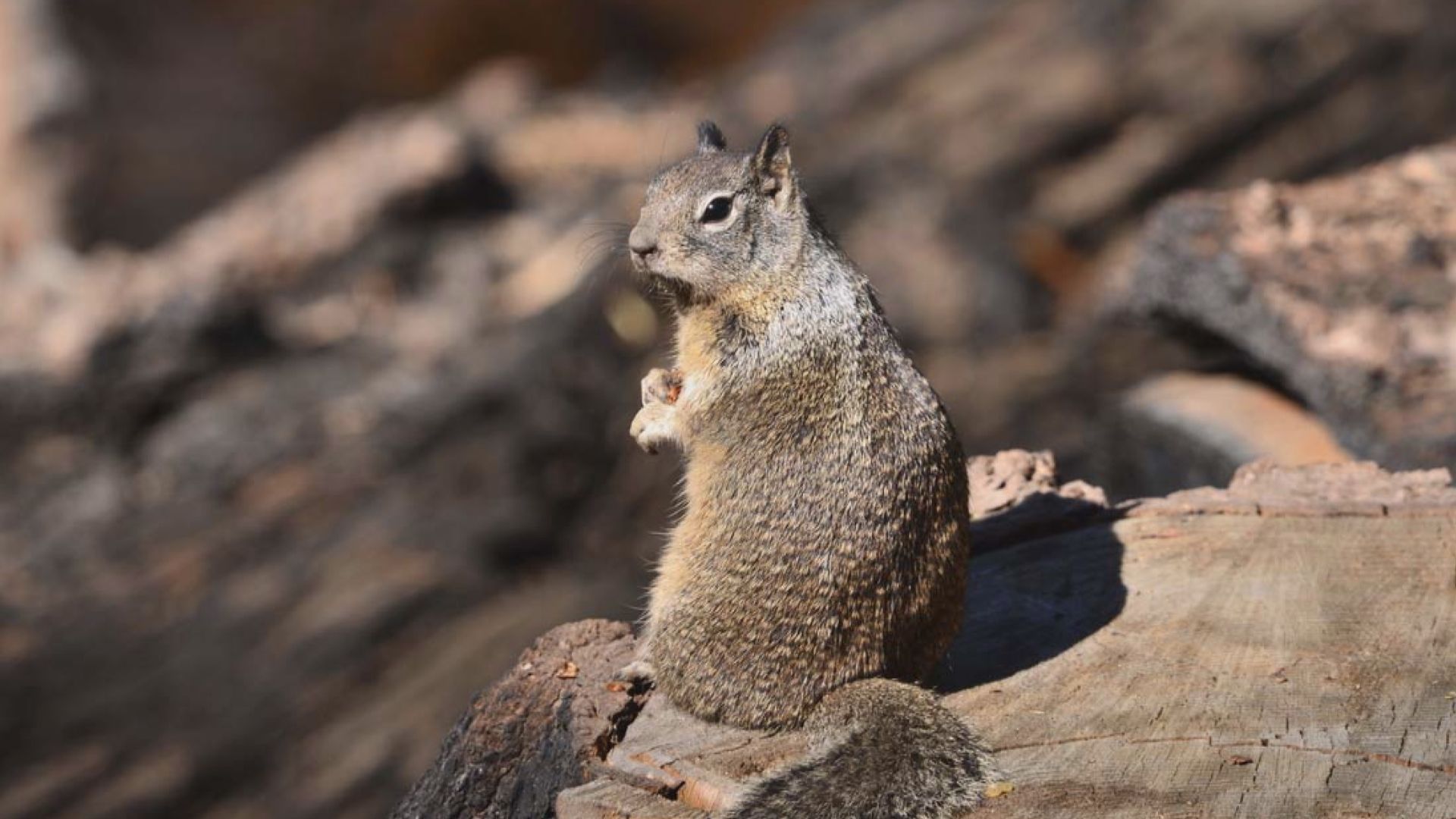 【環球薈報】英委員會籲食用灰松鼠防樹木被毀