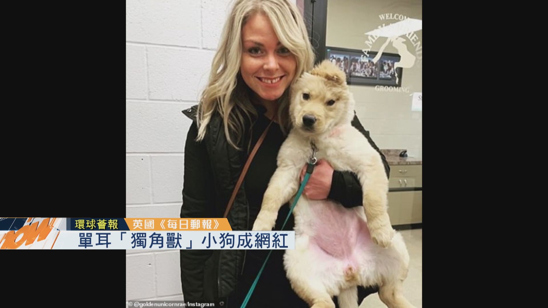 【環球薈報】單耳「獨角獸」小狗成網紅