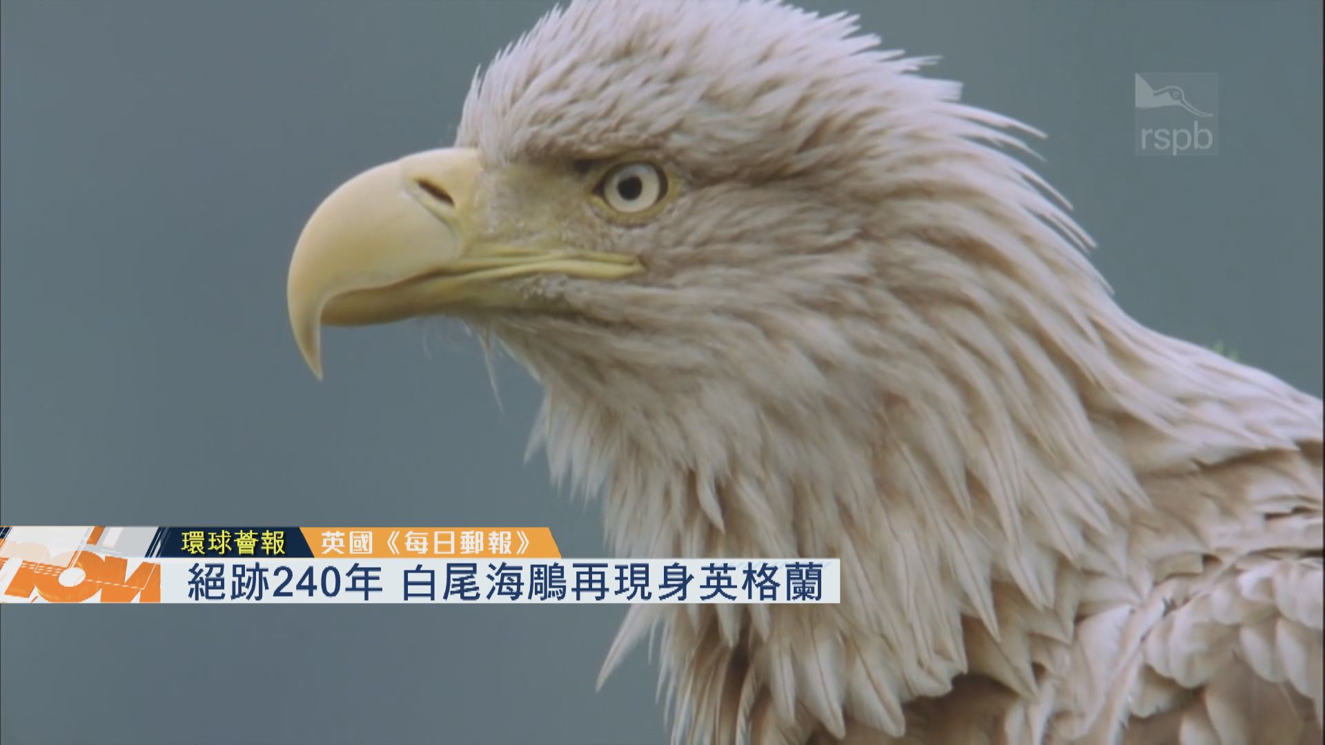【環球薈報】絕跡240年　白尾海鵰再現身英格蘭