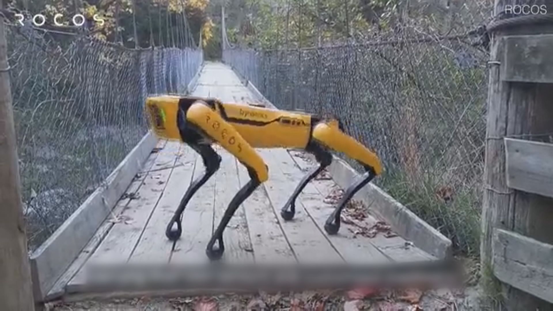 【環球薈報】新西蘭農場利用機械狗協助牧羊