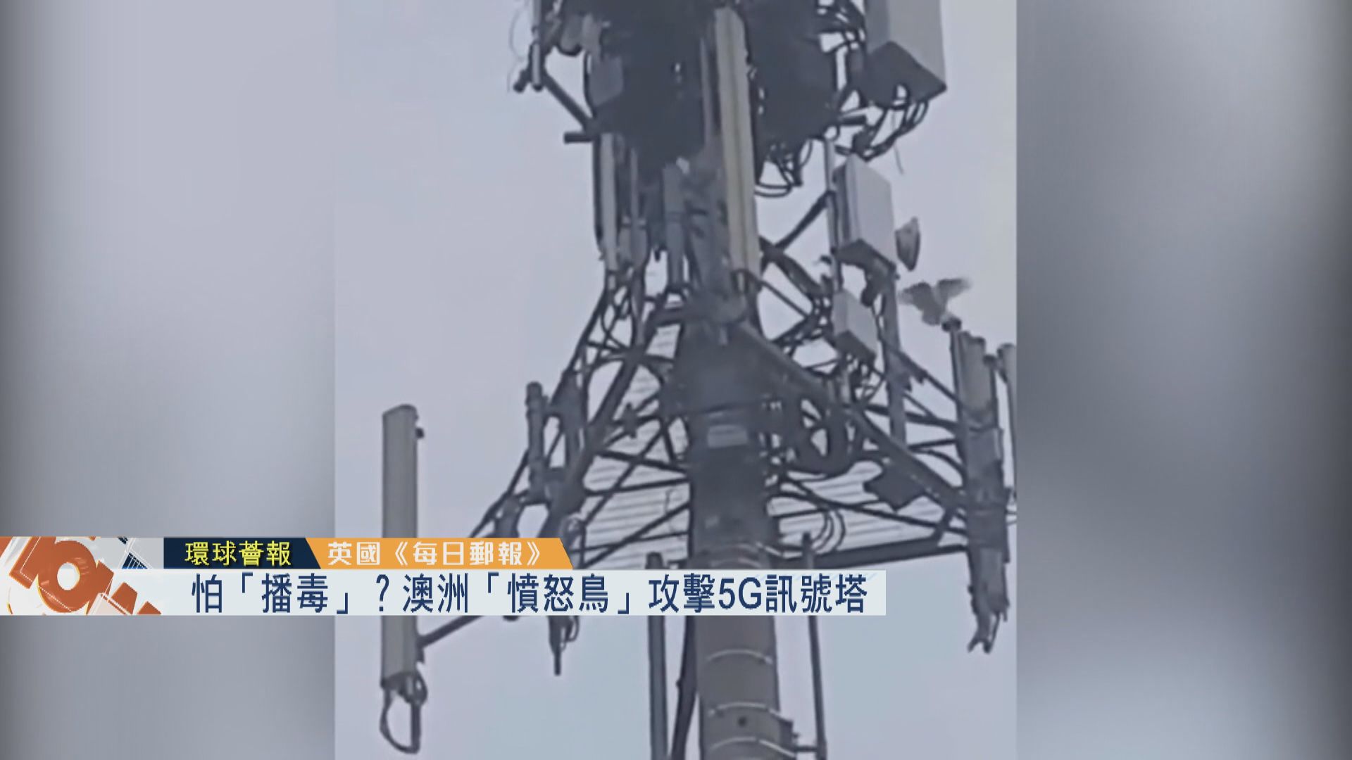 【環球薈報】怕「播毒」？澳洲「憤怒鳥」攻擊5G訊號塔