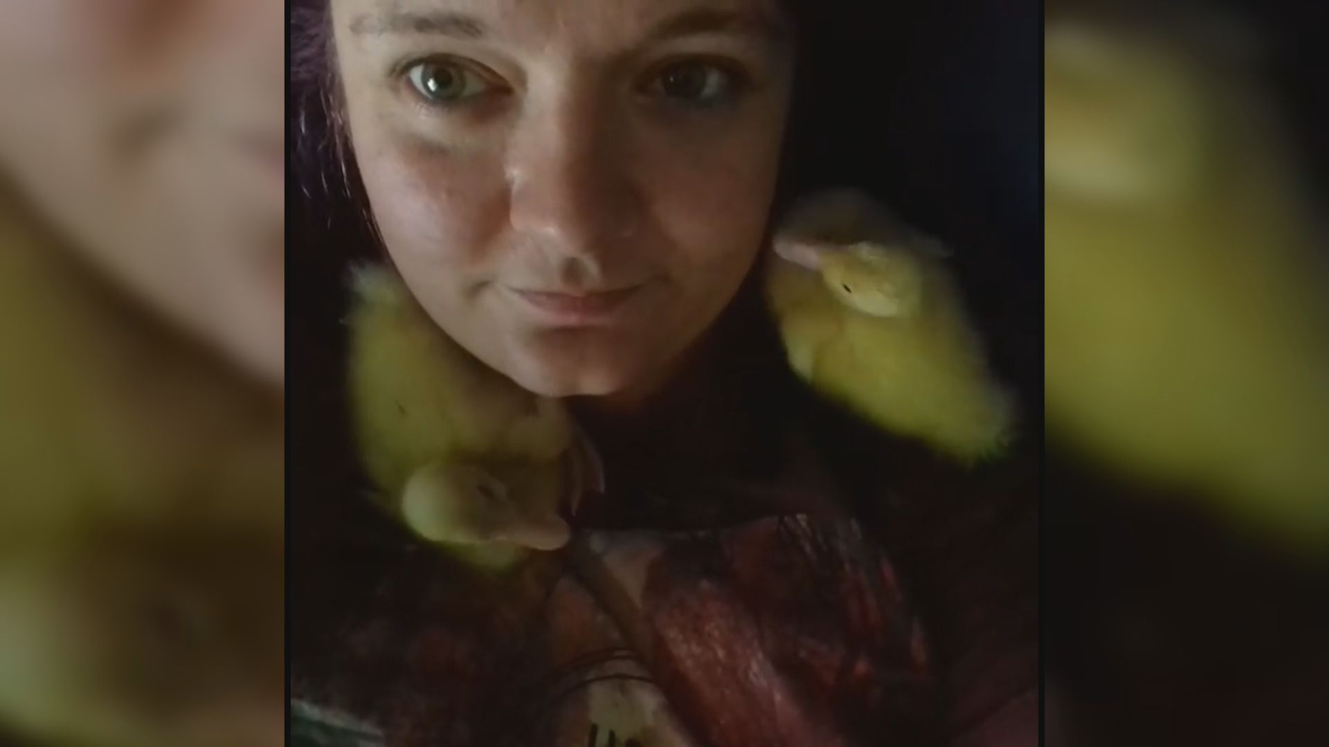 【環球薈報】英國女子試驗成功　超市鴨蛋孵出小鴨