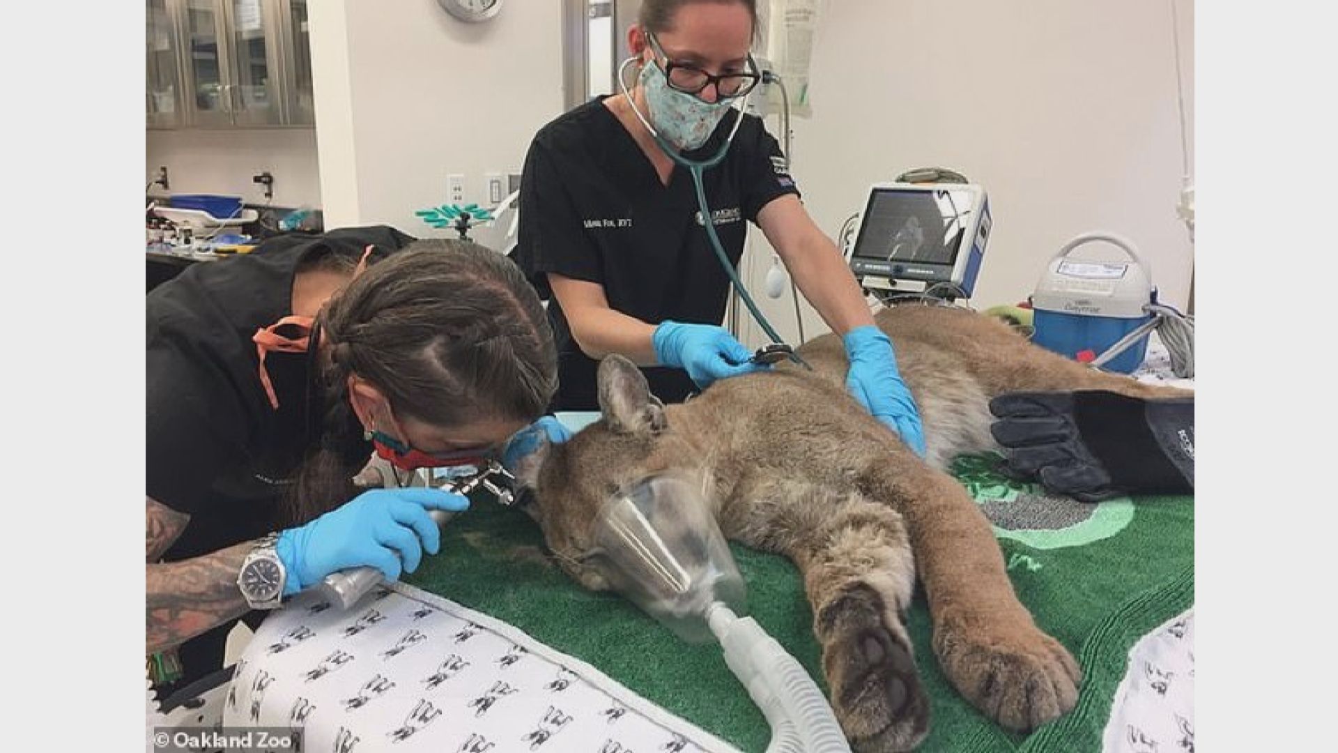 【環球薈報】15月大美洲獅三藩市遊蕩被捕獲