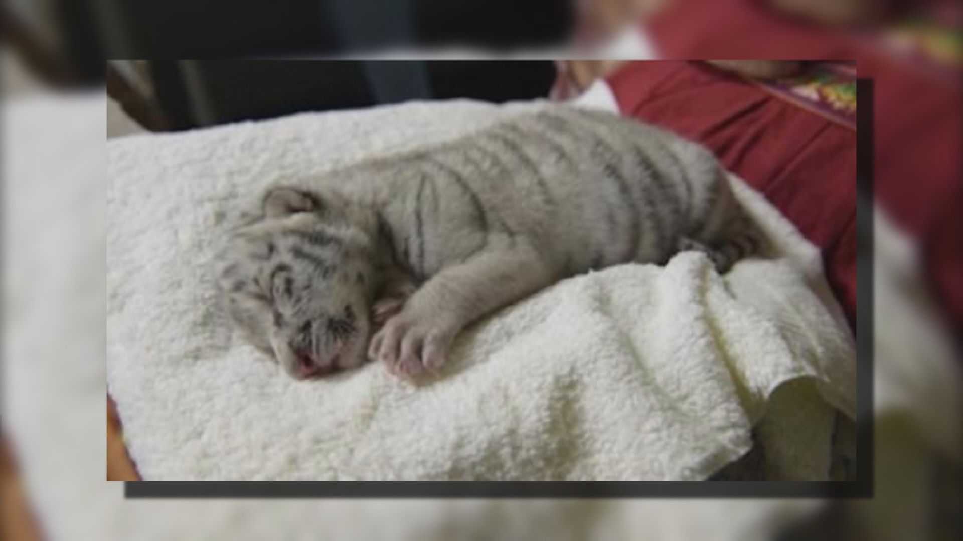 【環球薈報】尼加拉瓜動物園誕生第一頭孟加拉白虎