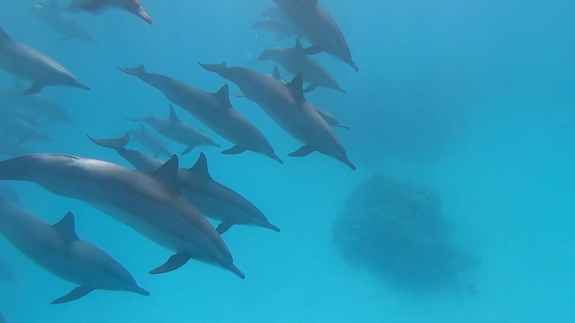【環球薈報】研究發現雄性海豚懂分辨誰是「盟友」