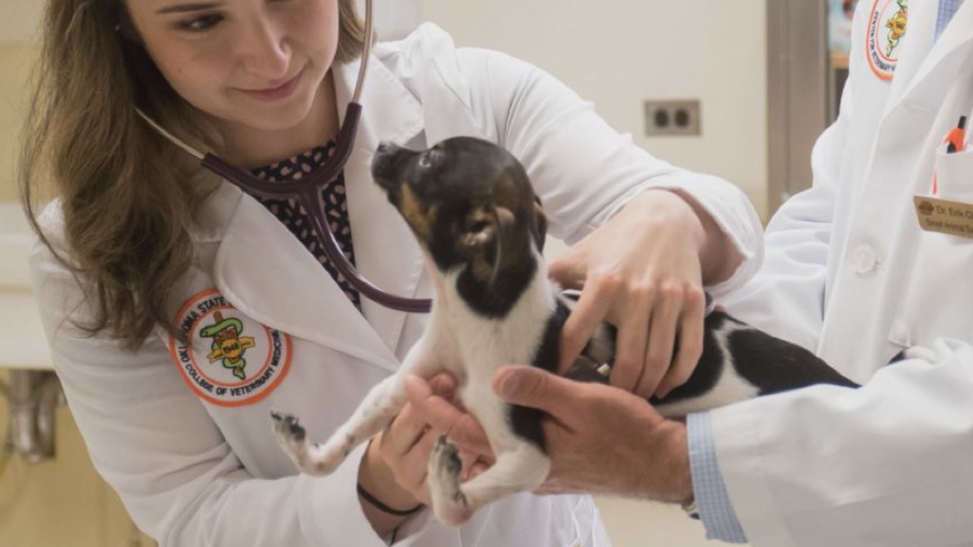 【環球薈報】小狗前腳掌倒轉生長　手術後已可正常走路