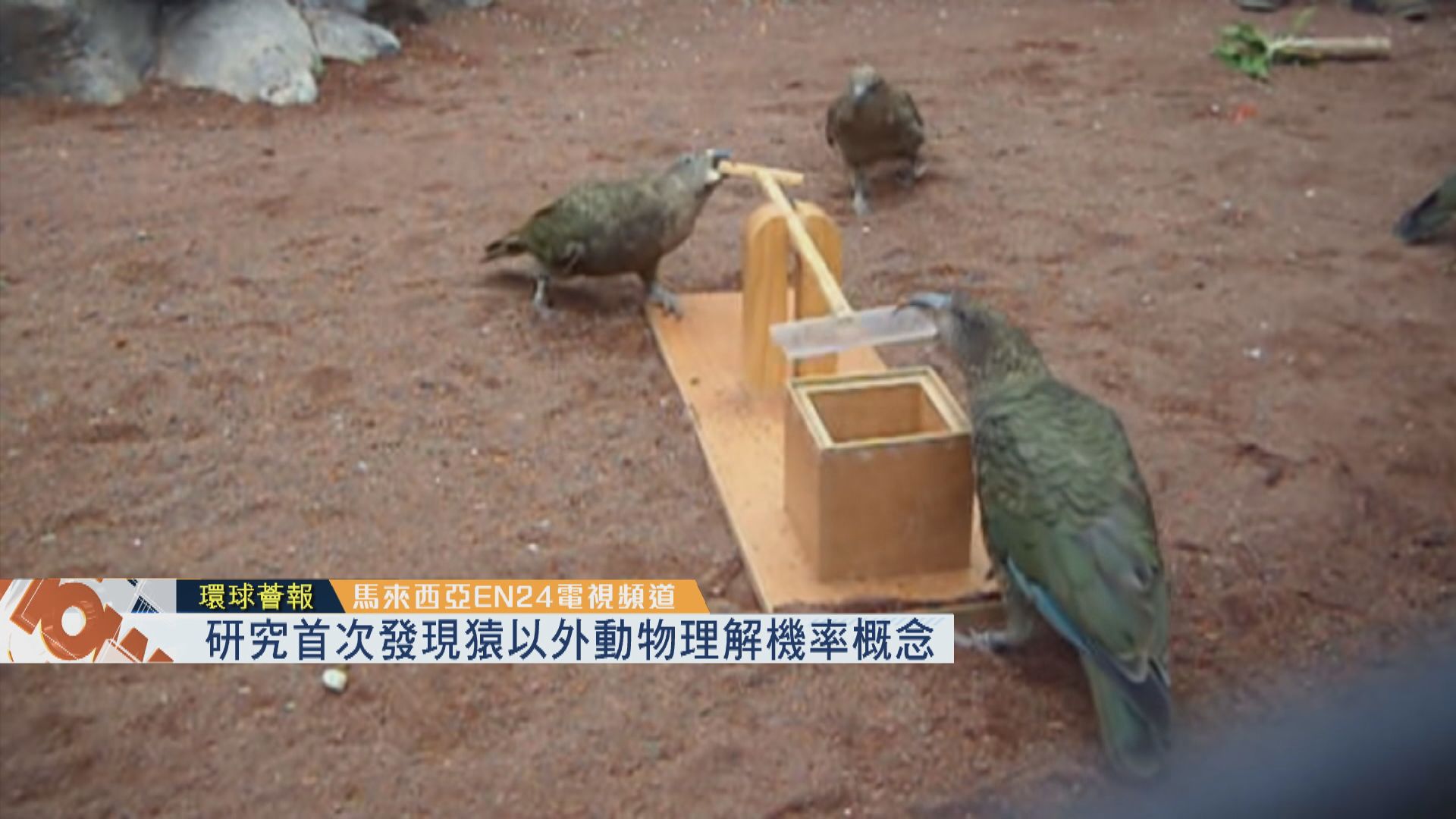 【環球薈報】研究首次發現猿以外動物理解機率概念