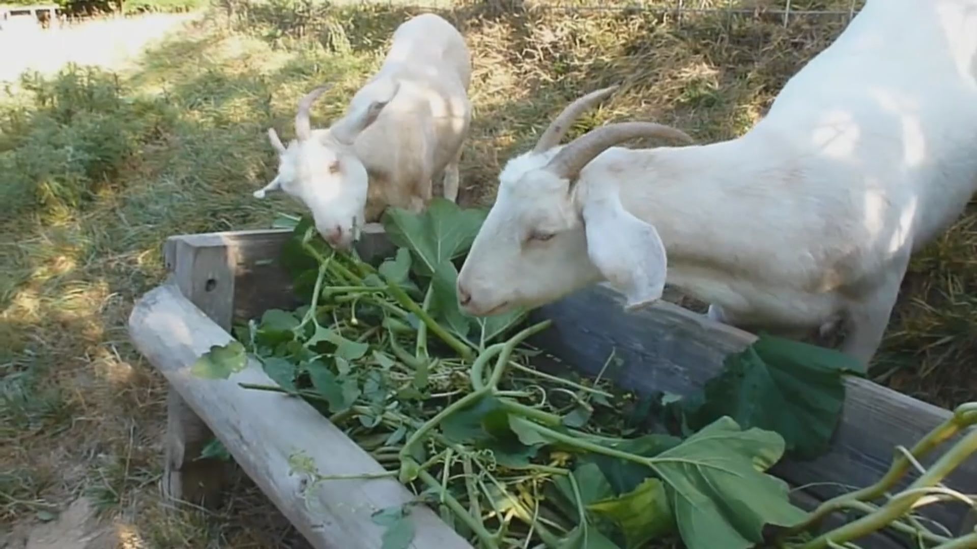 【環球薈報】研究發現山羊較傾向吃要花心思取得的食物