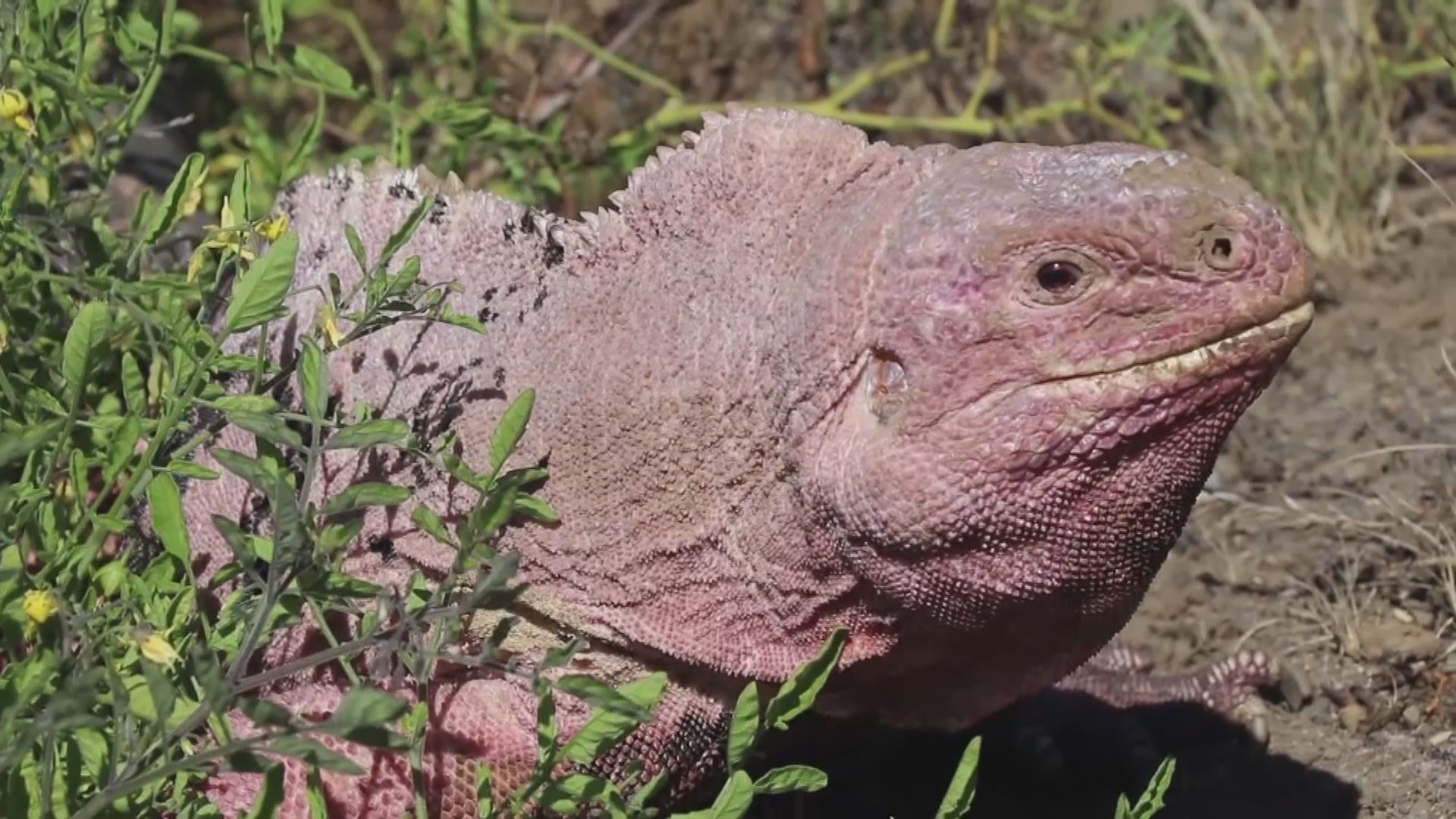 【環球薈報】加拉帕戈斯粉紅陸鬣蜥被列為極危物種