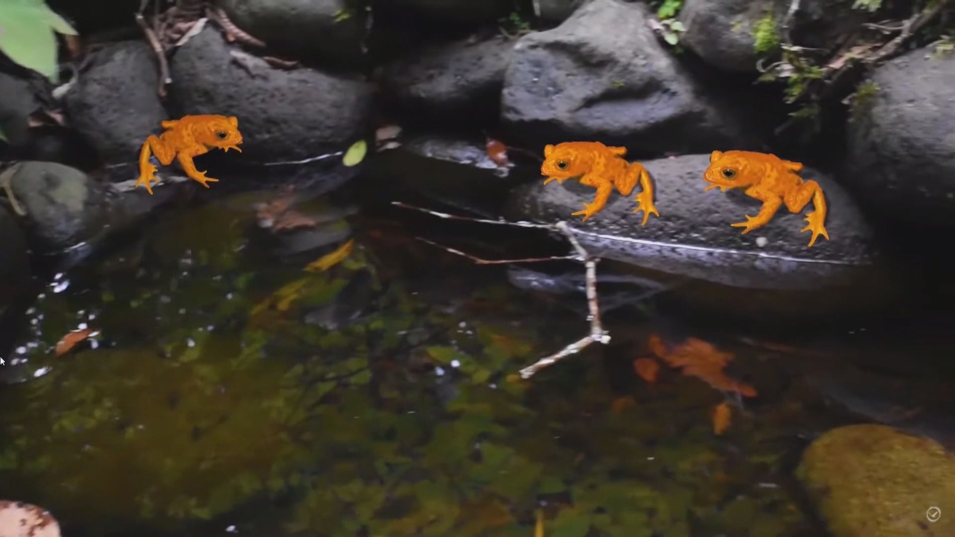 【環球薈報】哥斯達黎加金蟾蜍被確認為首個因氣候變化而滅絕的物種