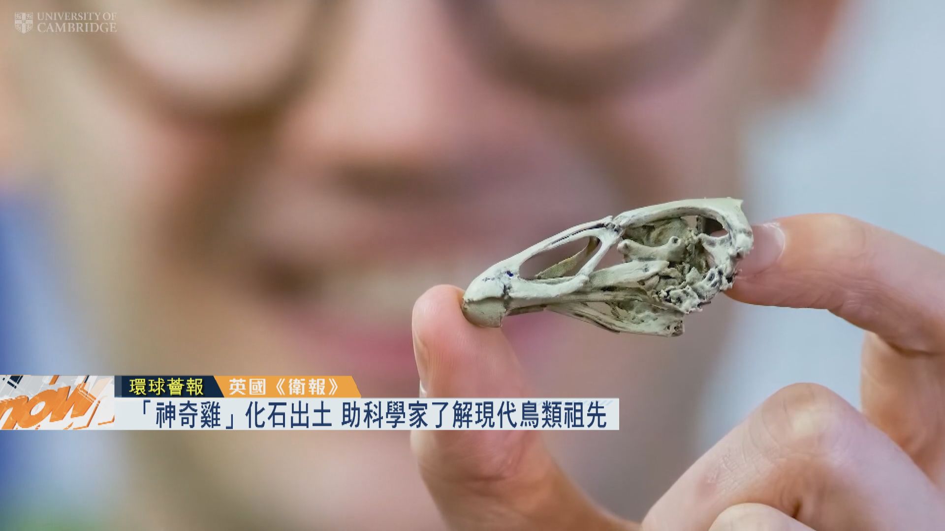 【環球薈報】「神奇雞」化石出土　助了解現代鳥類祖先
