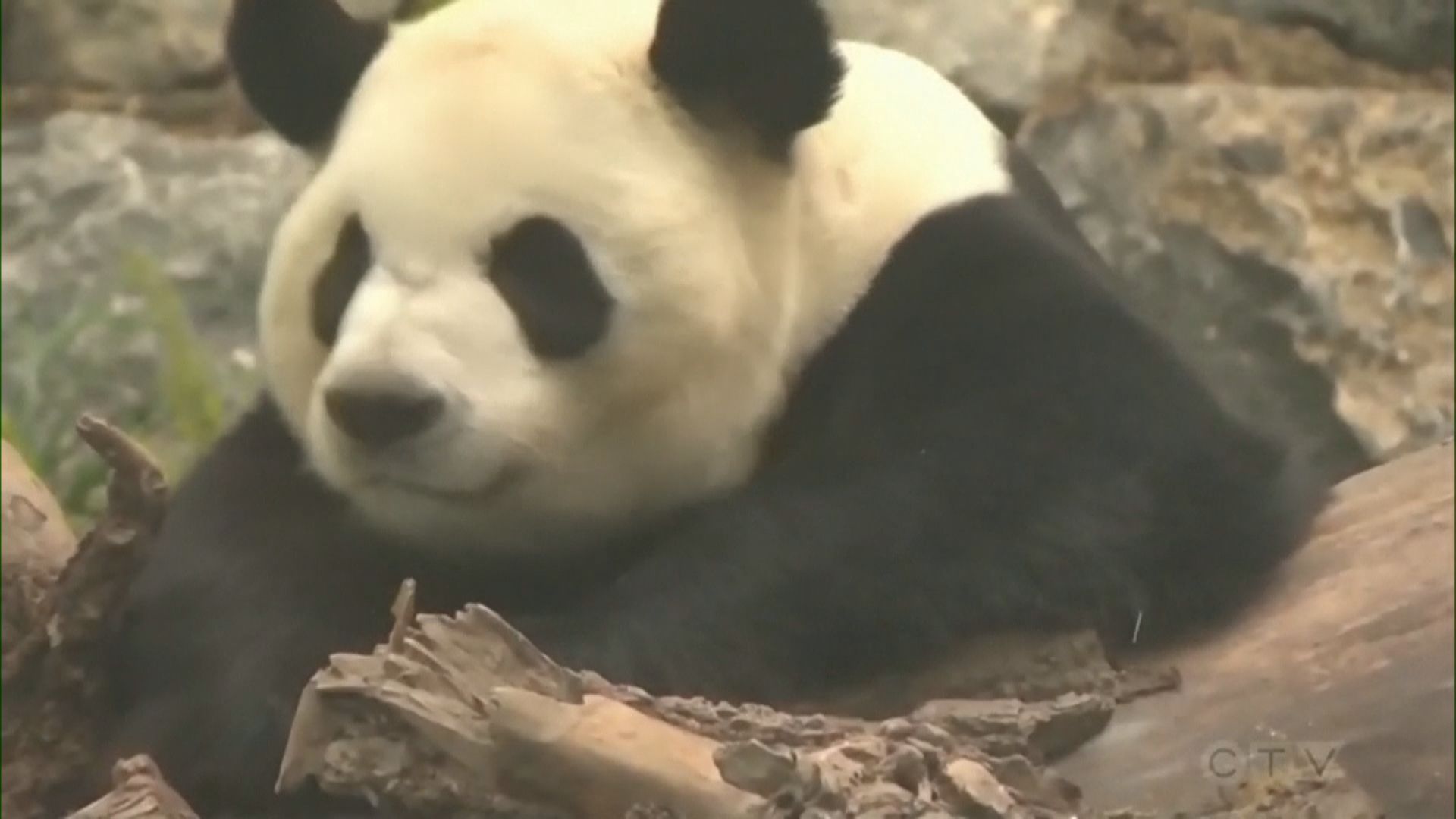 【環球薈報】疫情影響鮮竹供應　加國動物園提早送還大熊貓